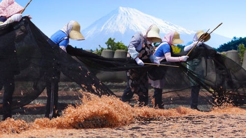 駿河湾産干し桜えび 25g