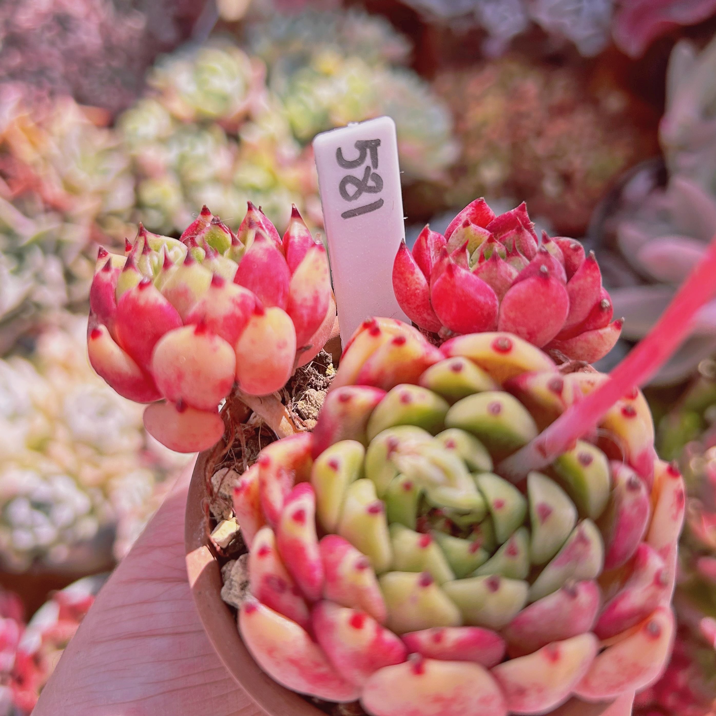 581現物 多肉植物 沙羅姫牡丹hyb | るる農園~多肉植物専門