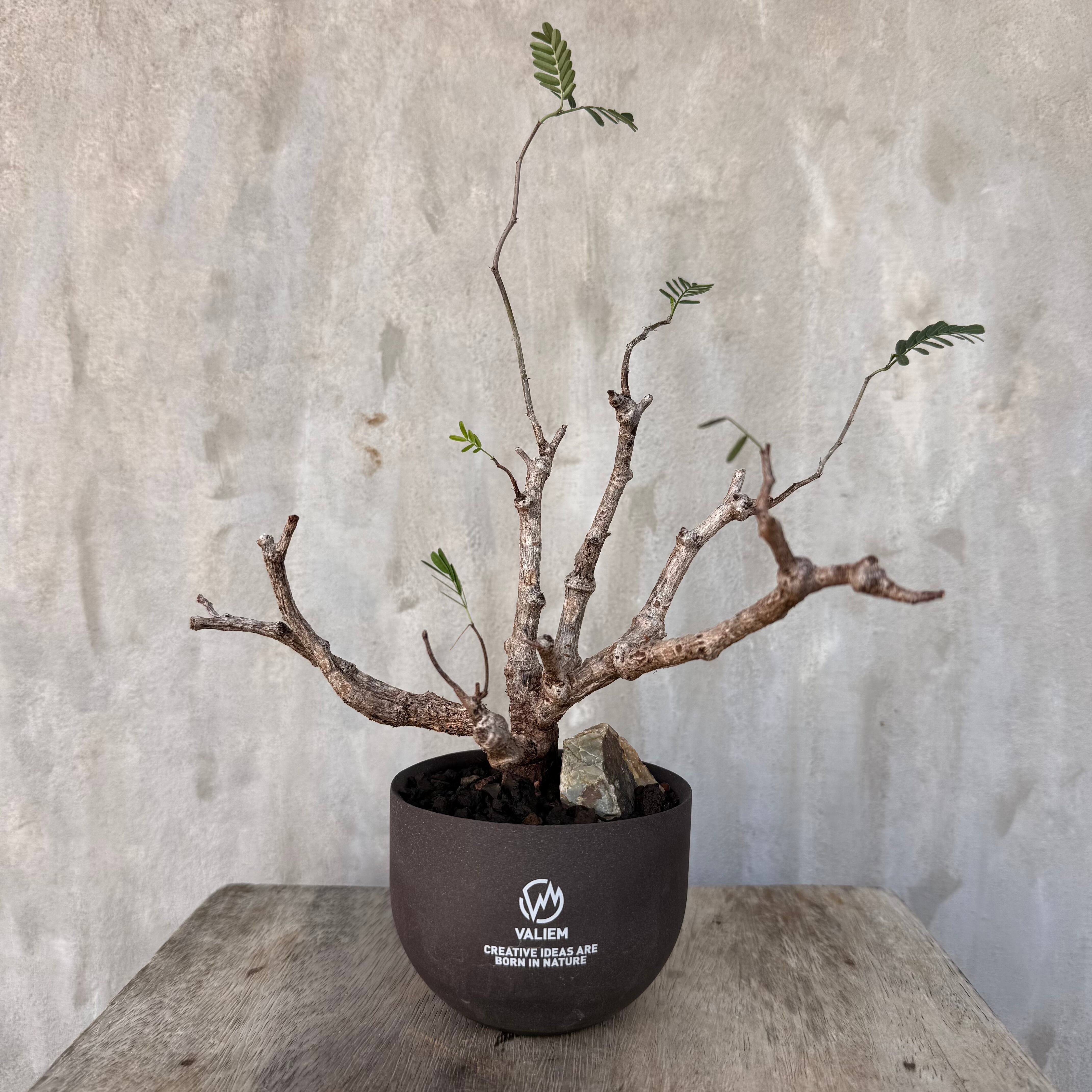 Valiem バリエム XS　植物鉢 VALIEM GHOST 合計5個セット（BOWL / XS.S.M.L.XLサイズ） | R