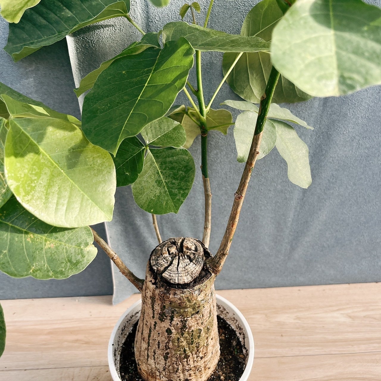 現品］【希少】16番 ボンバックス 6号 塊根植物 コーデックス 観葉植物