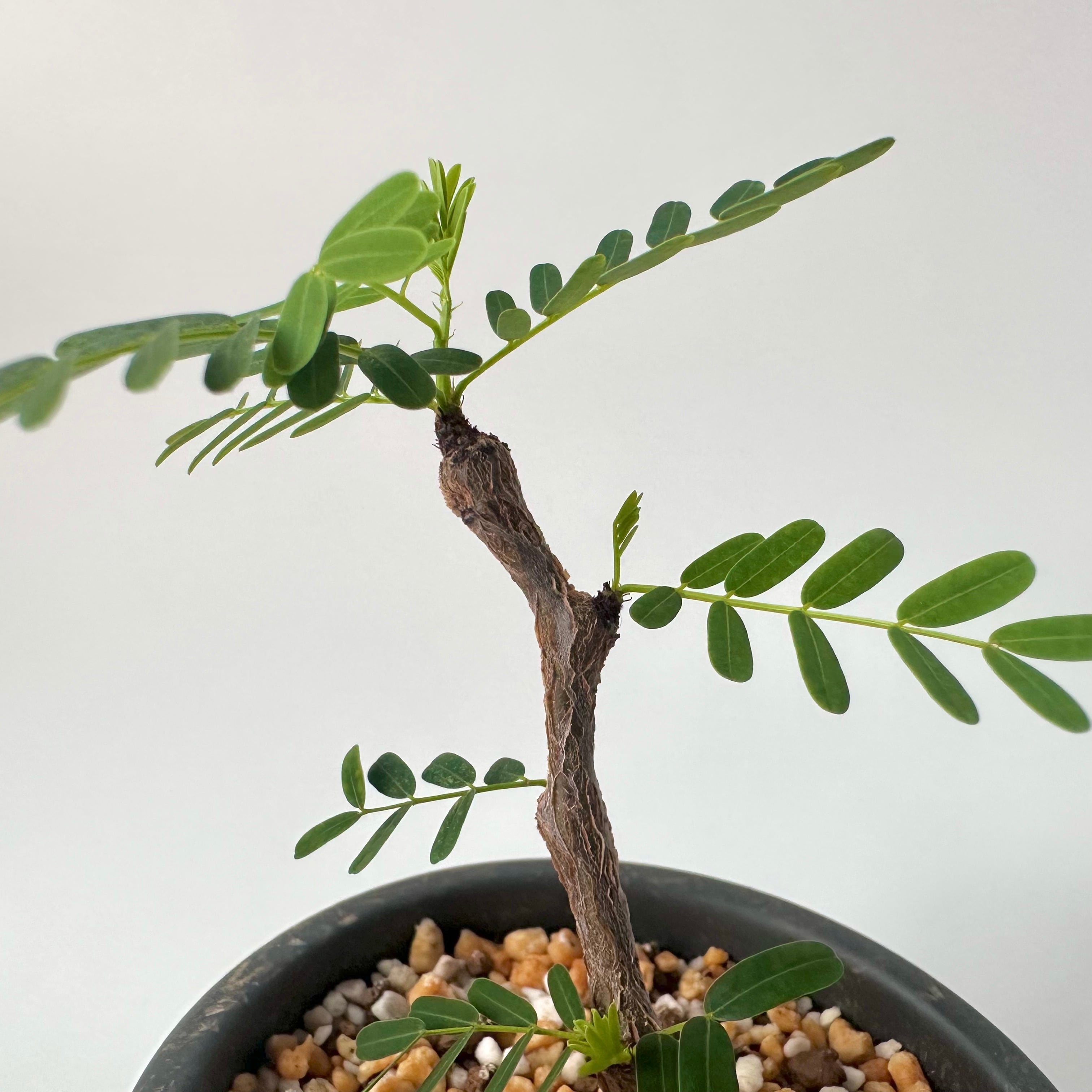 センナ・メリディオナリス｜盆栽仕立て | 白昼堂々. - 観葉植物専門の