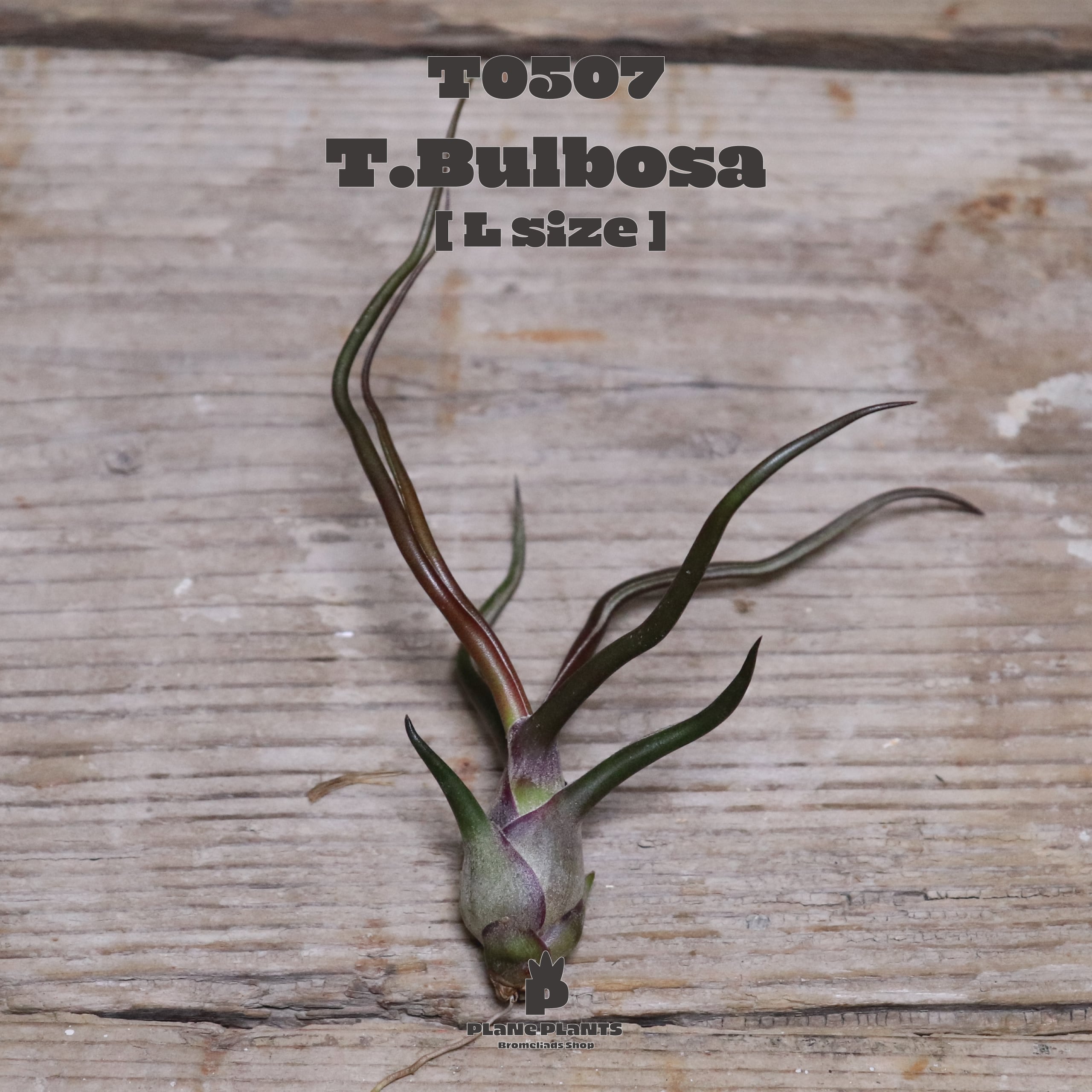 【送料無料】ブルボーサ ジャイアント〔エアプランツ〕現品発送T0507