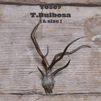 【送料無料】ブルボーサ ジャイアント〔エアプランツ〕現品発送T0507