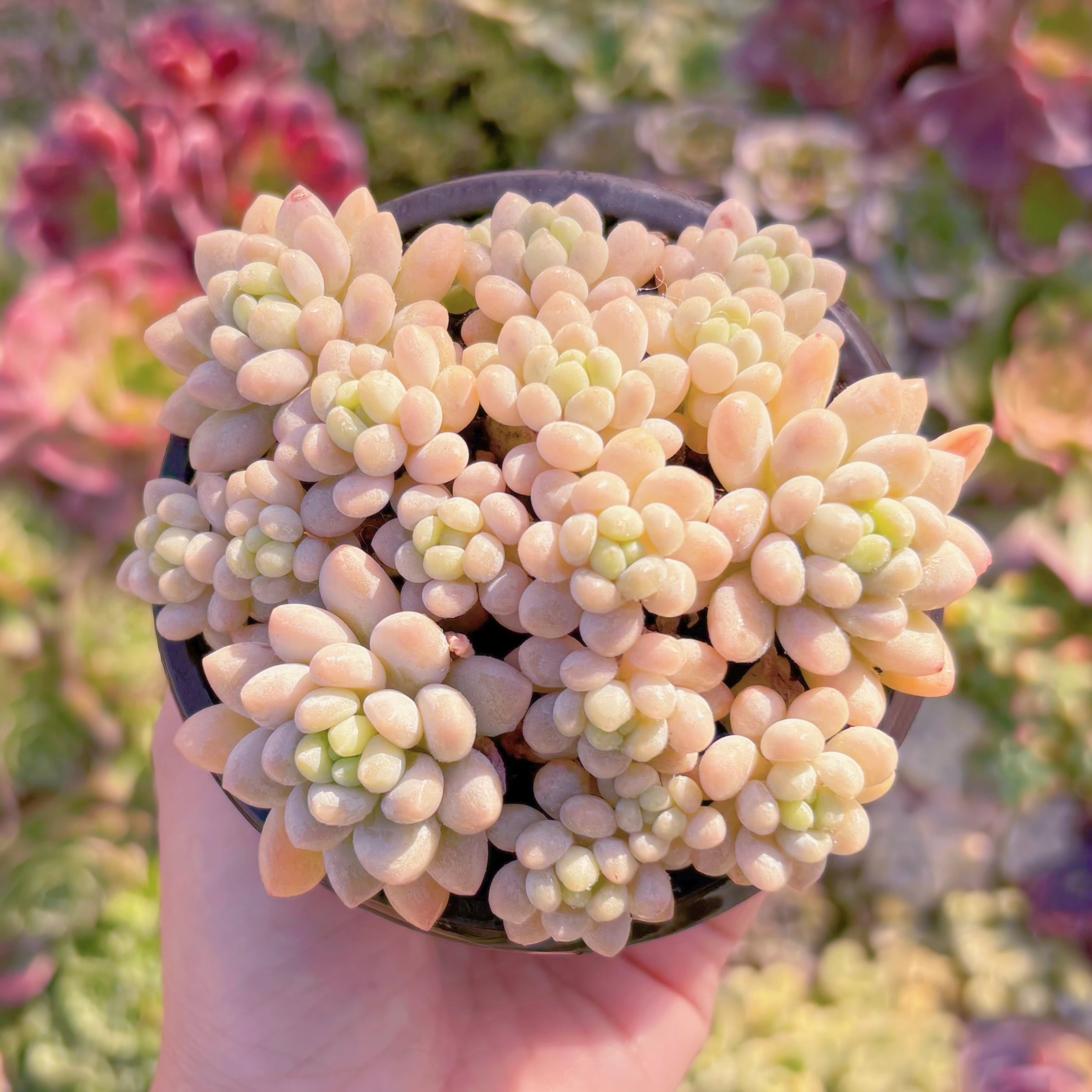 現品　キャビア#K031　大群生　新入荷　るる農園