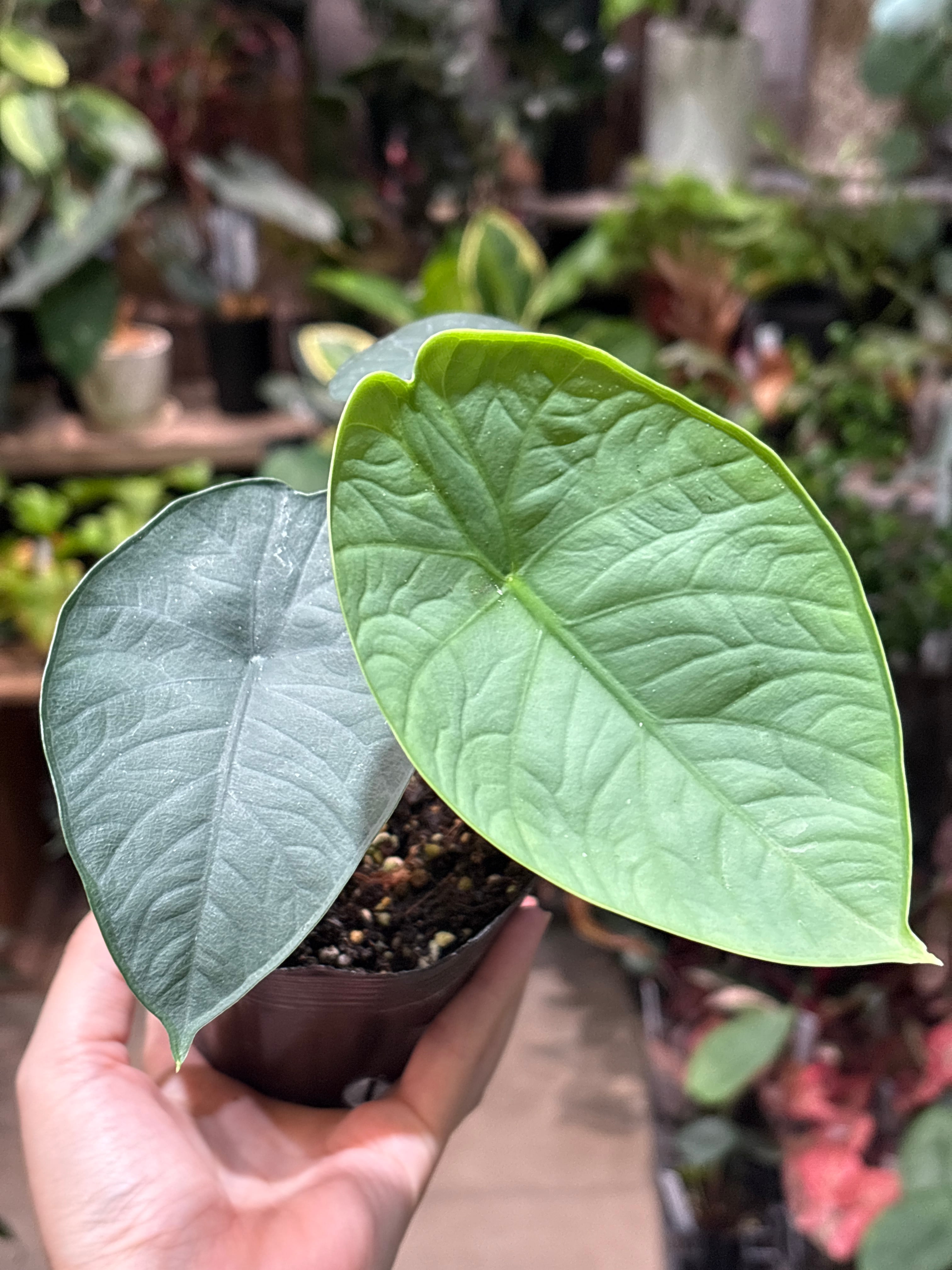ホヤ グヌンガディン ゴースト | MIDORIYA 観葉植物専門店