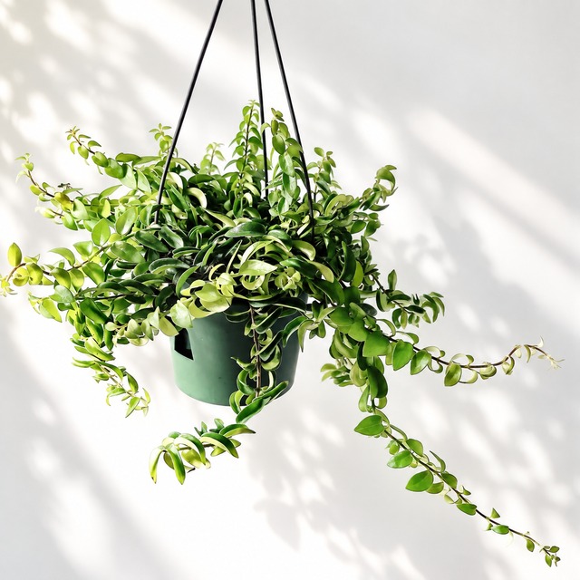 エスキナンサス トリコロール ロングサイズ 観葉植物 calm cafe