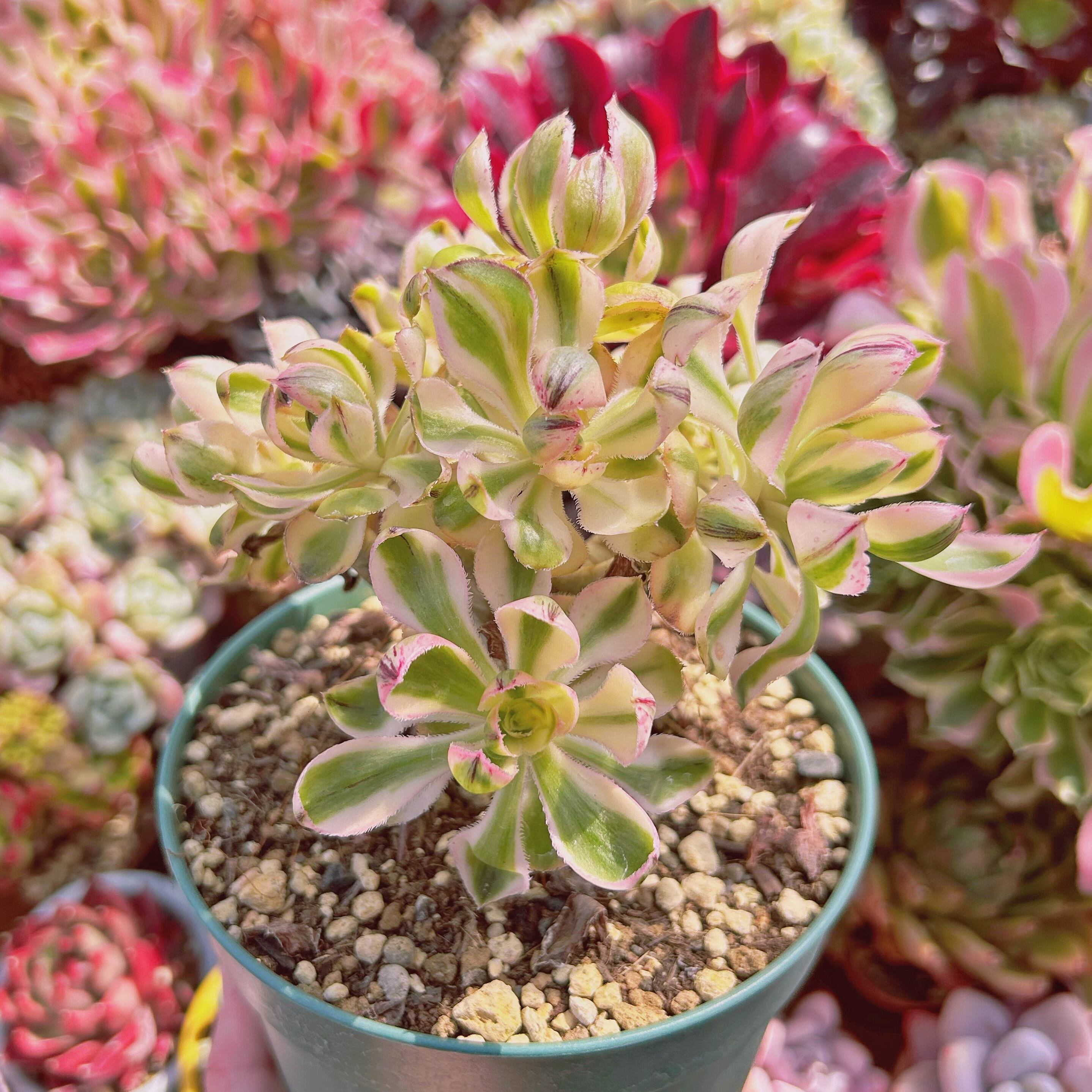 アエオニウム 燕姿錦(中斑)♡抜き苗