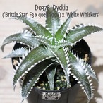 【送料無料】('Brittle Star' F3 x goehringii) x 'White Whiskers' 〔ディッキア〕現品発送D0378