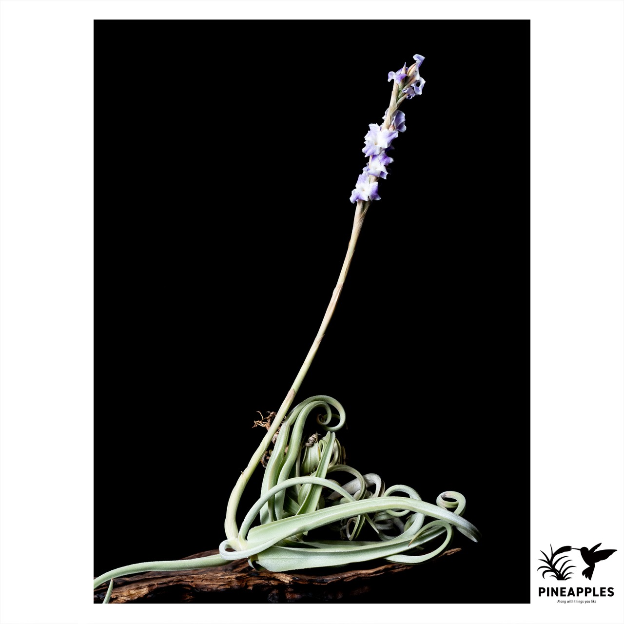 Tillandsia duratii var. duratii (Alt. 800m Catamarca Argentina.) - 2