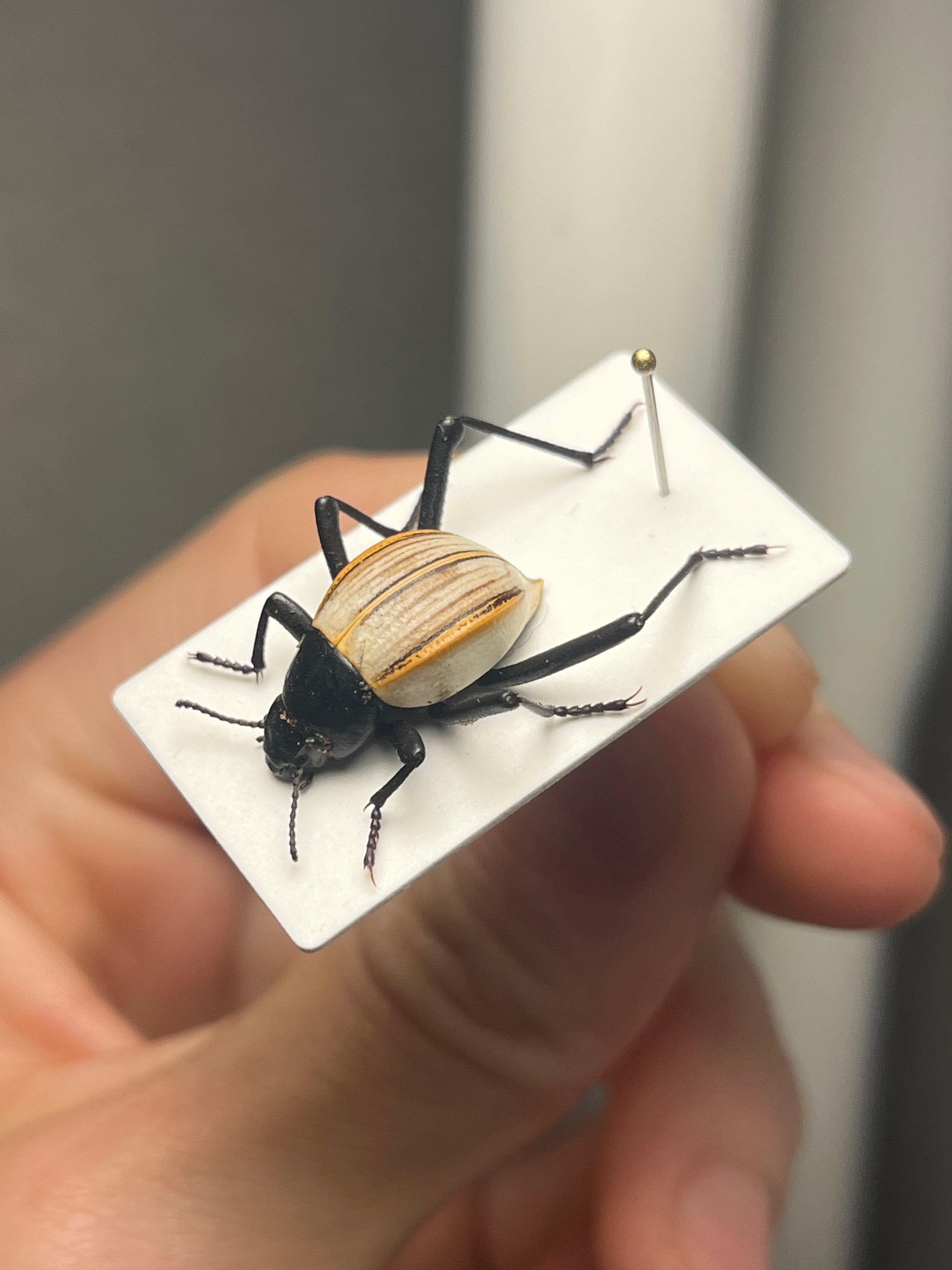 キリアツメゴミムシダマシ 標本 キリアツメゴミムシダマシ コブハムシ