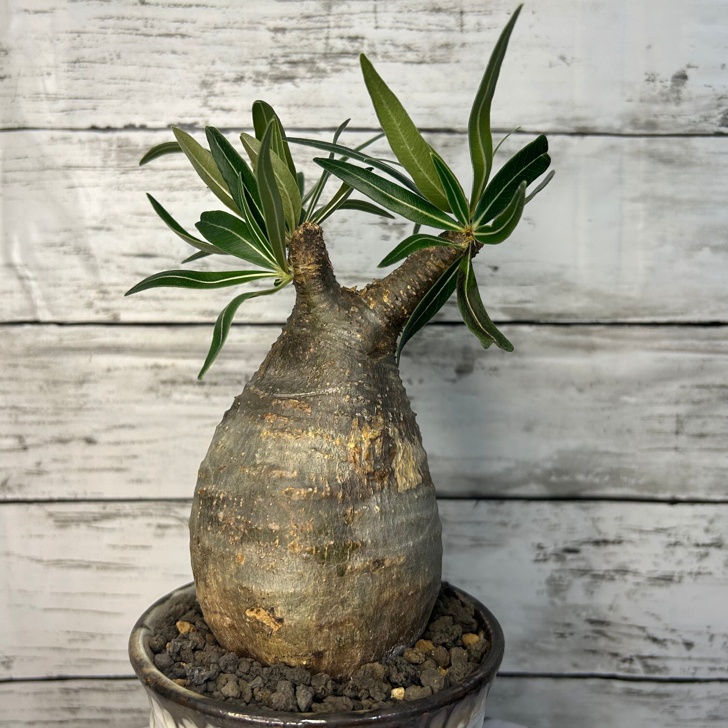 新芽がでました！赤肌 発根済み パキポディウム 注文 グラキリス現地球  