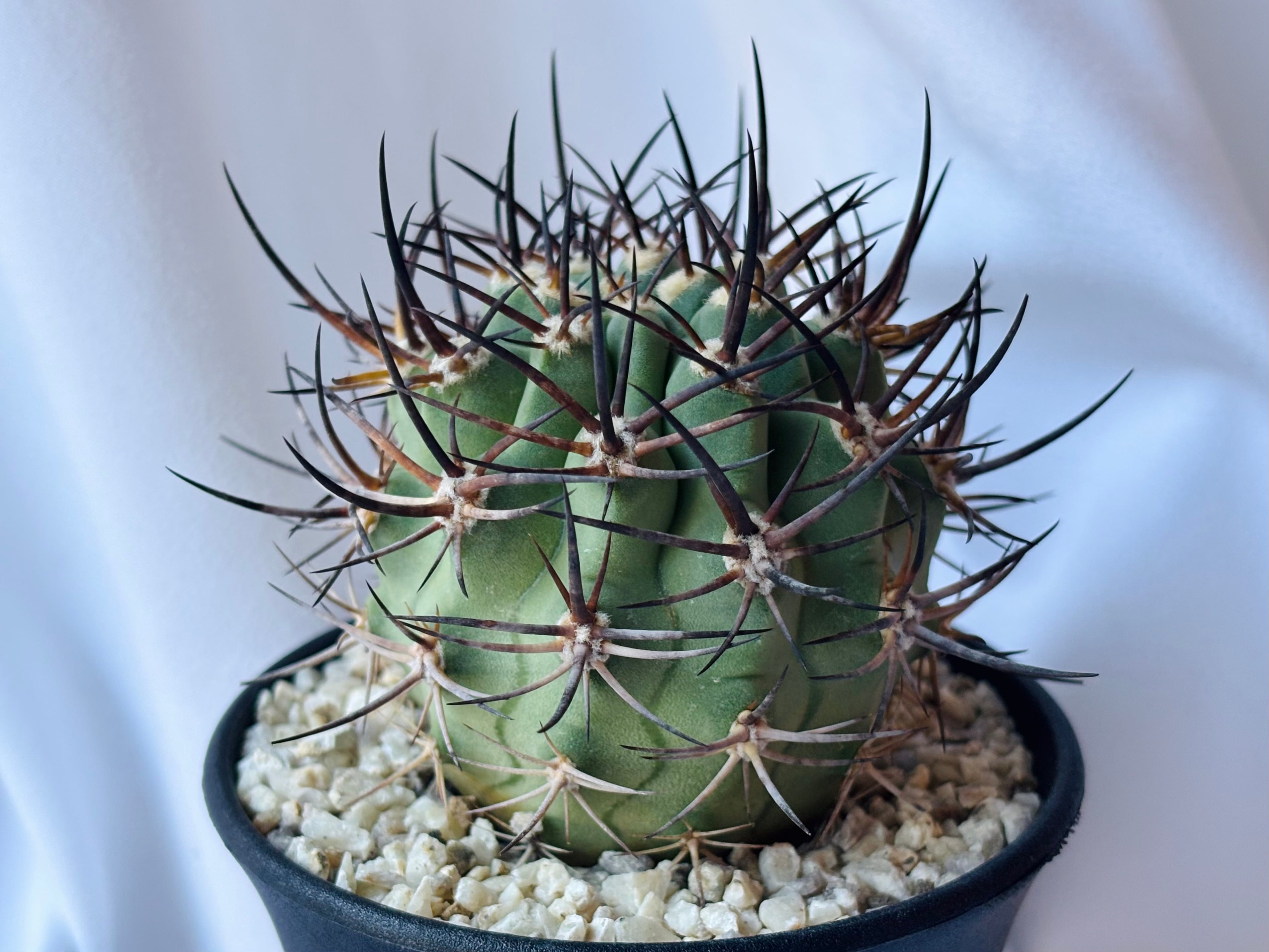 Eriosyce ihotzkyanae エリオシケ 五百津玉 サボテン