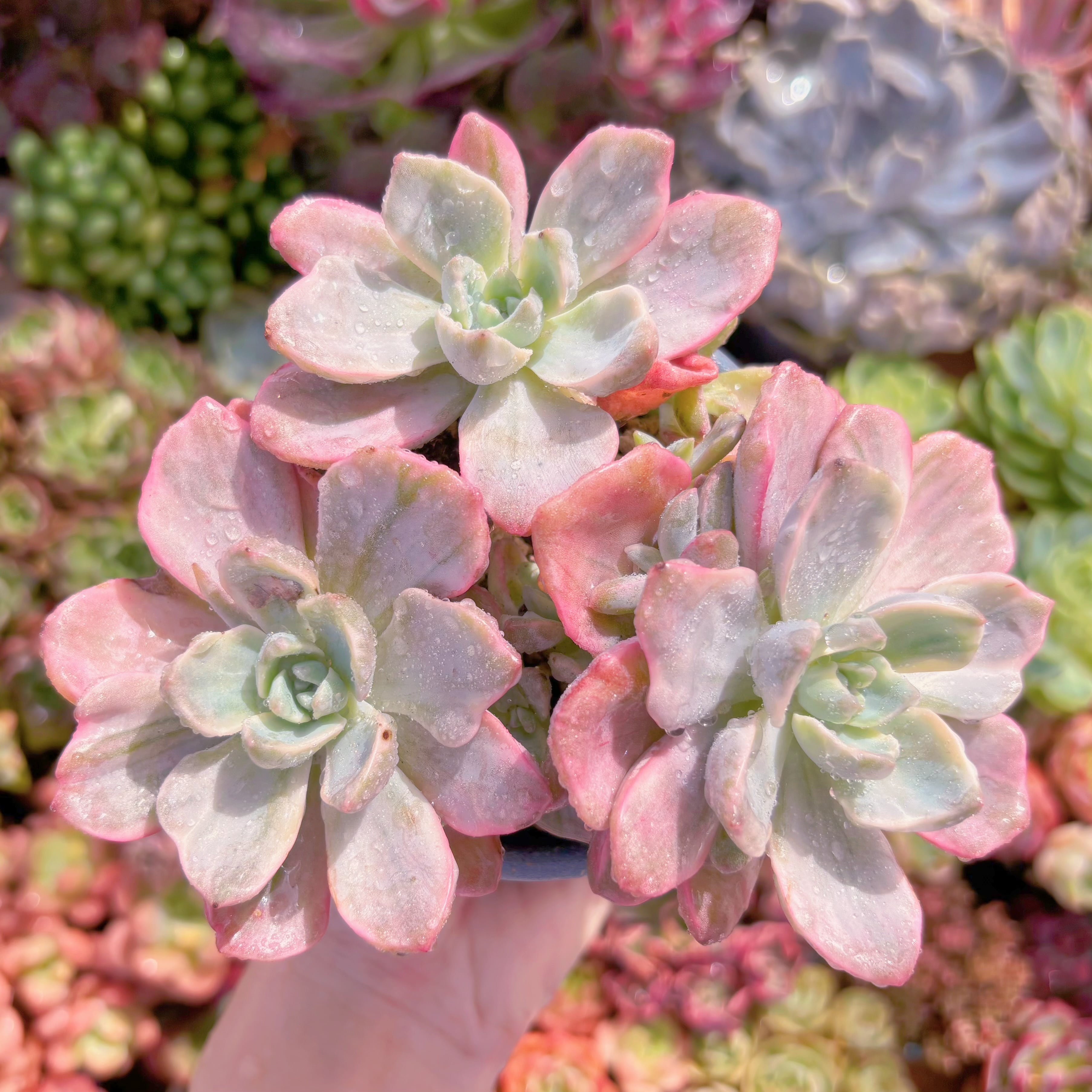 現品　リチャード錦#A12　るる農園