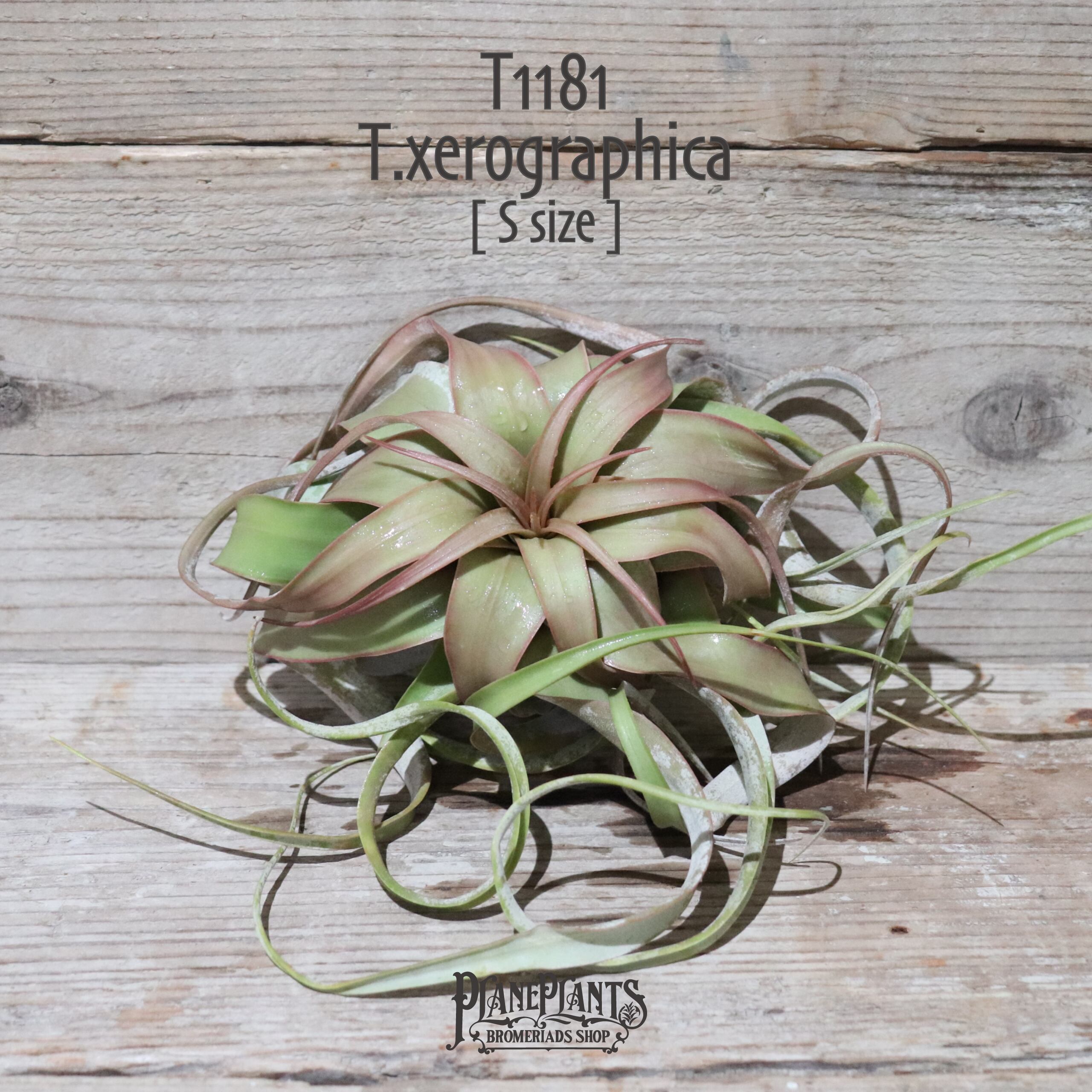 【送料無料】キセログラフィカ RED S(ロングリーフ)〔エアプランツ〕現品発送T1181