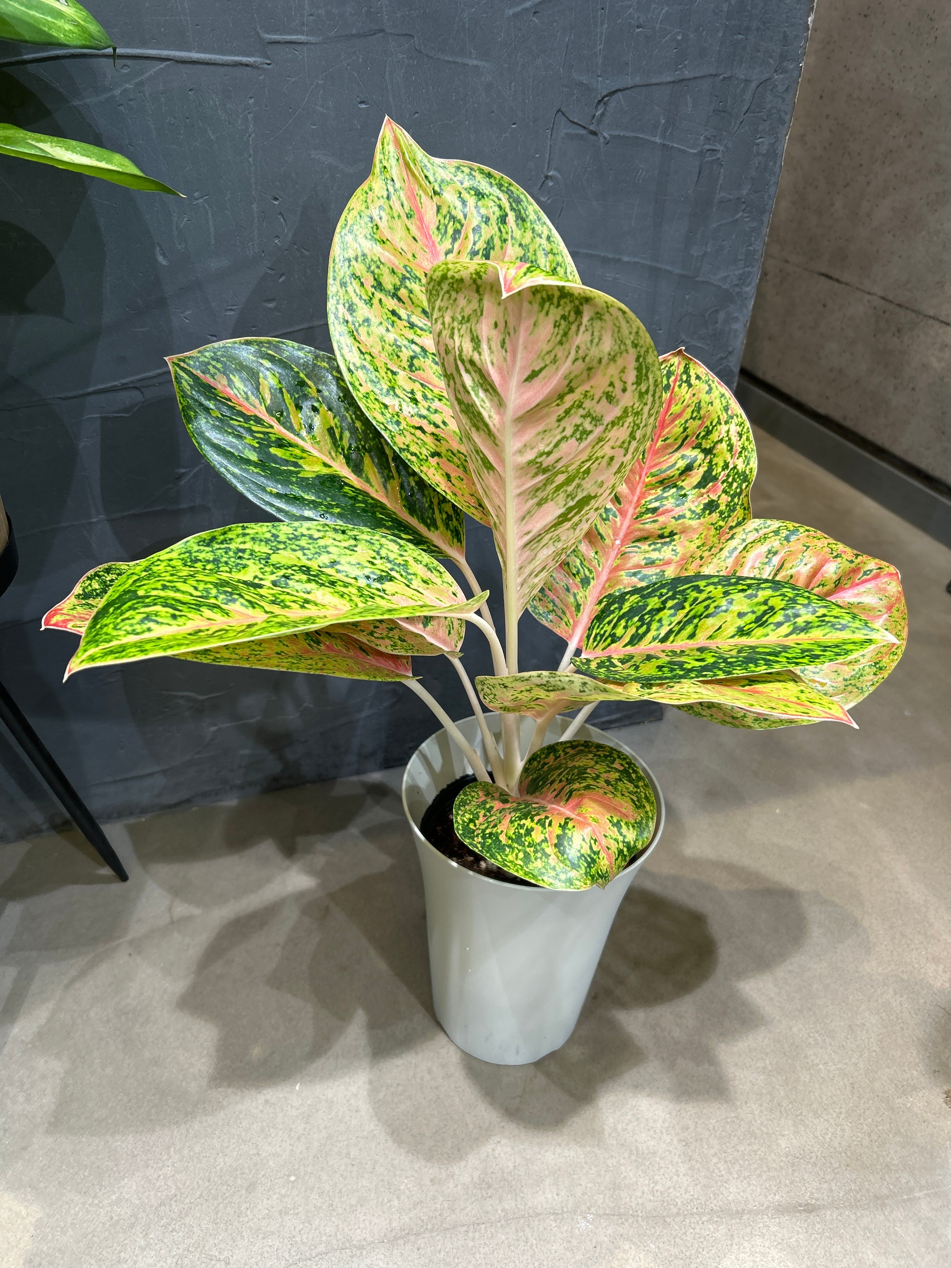 S221 スキンダプサス バクダパティ | MIDORIYA 観葉植物専門店