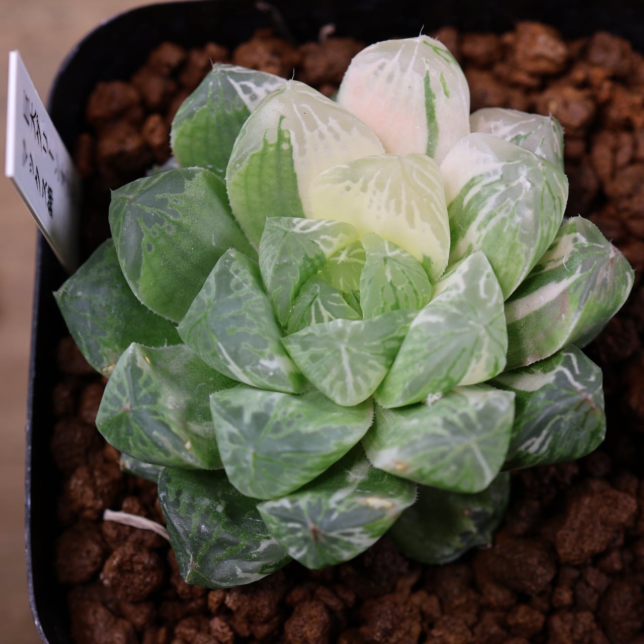 多肉植物 ハオルチア 巨大サークルオブライフ 多肉植物 ハオルチア