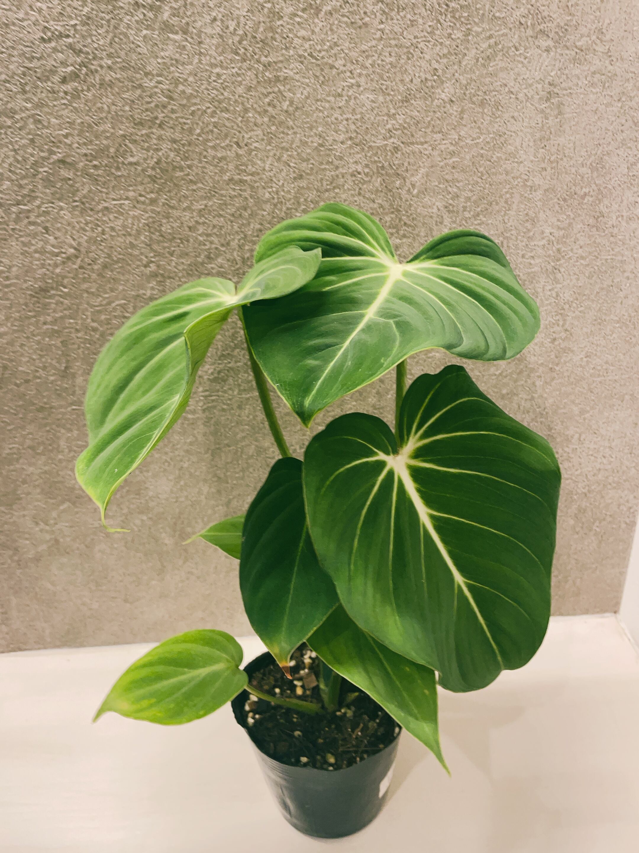 花*翁様 フィロデンドロン・グロリオーサム トリカラー 斑入り 88 本