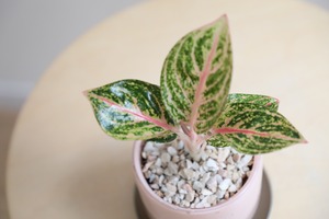 【S】アグラオネマ ゴールドパウダー/Aglaonema