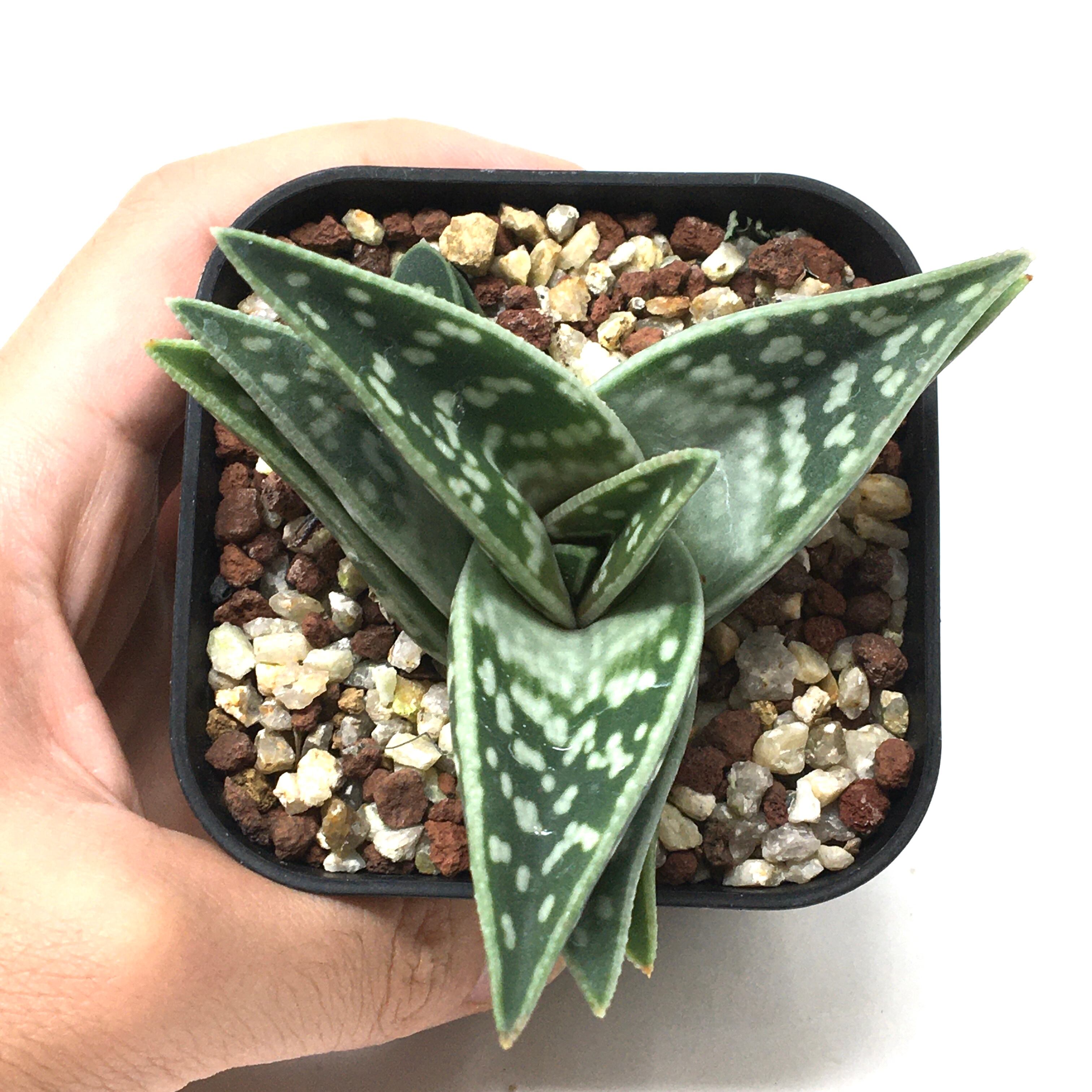 超絶希少！多肉植物シリーズ・アロエ属・千代田の光inわけけのお店 超絶希少！多肉植物シリーズ・アロエ属・千代田の光inわけけのお店