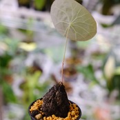 Stephania kaweesakii / ステファニア カウィーサキー⑬ / 観葉植物