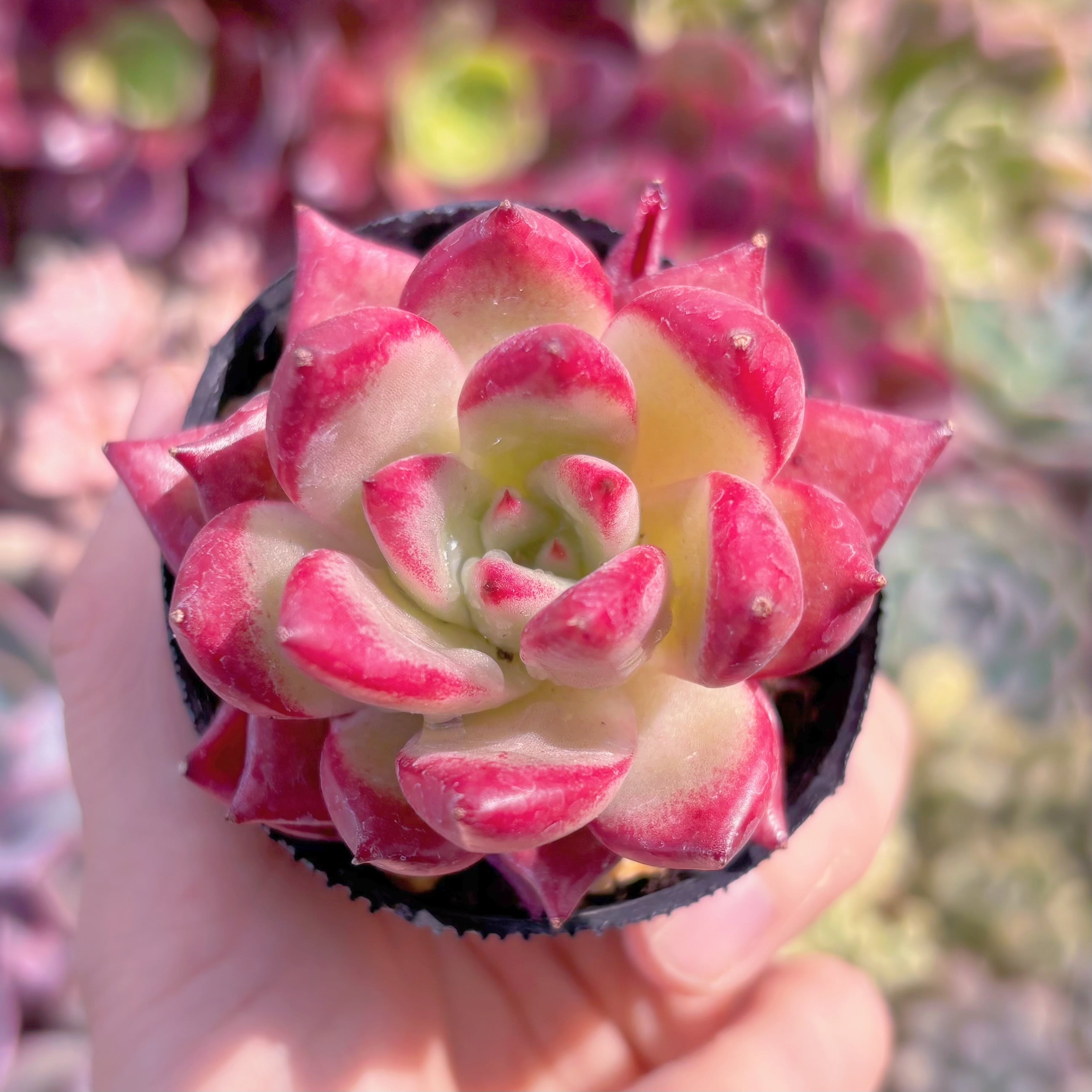 現品　熟柿#568　るる農園