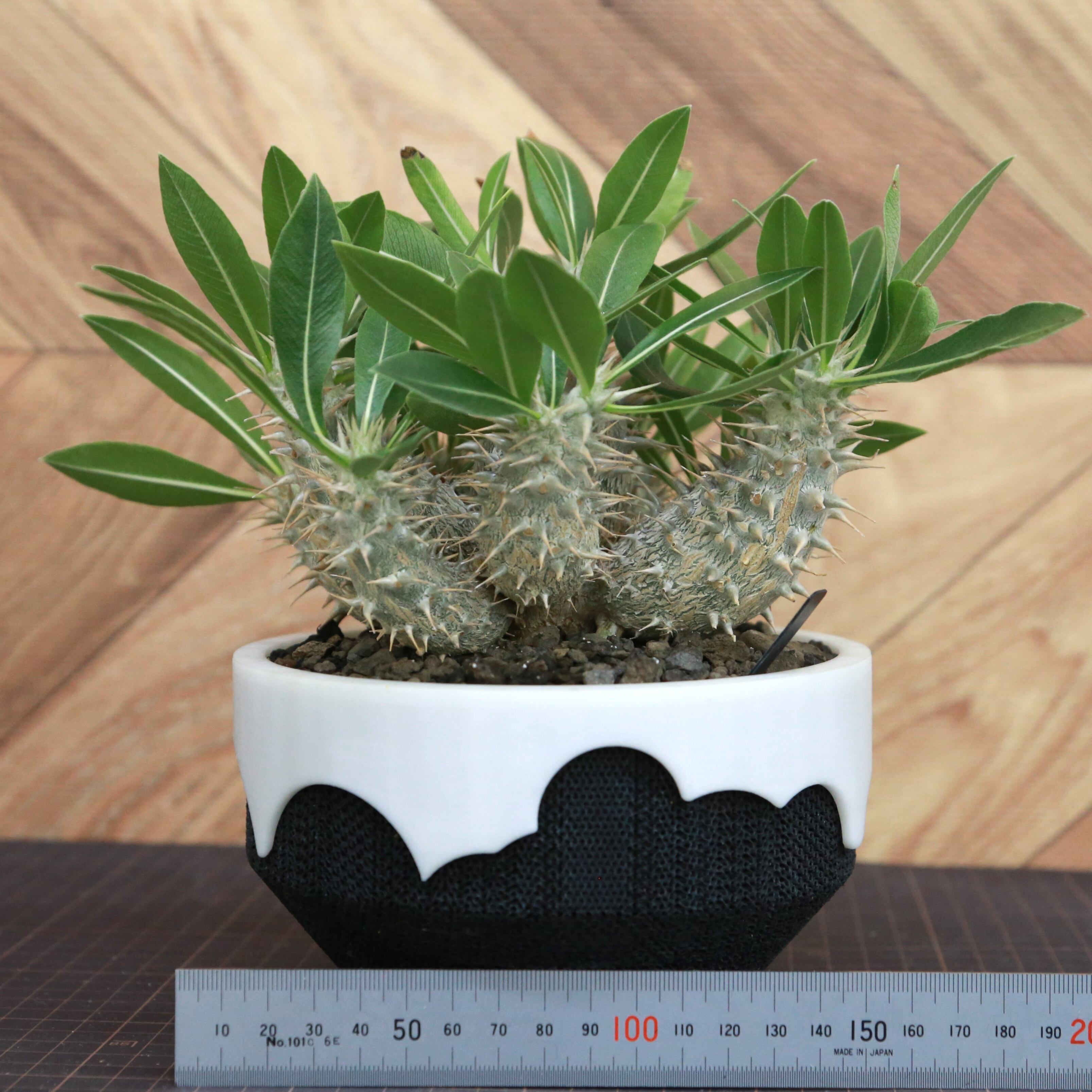 Pachypodium Rosulatum パキポディウム ロスラーツム / 実生・大株（低