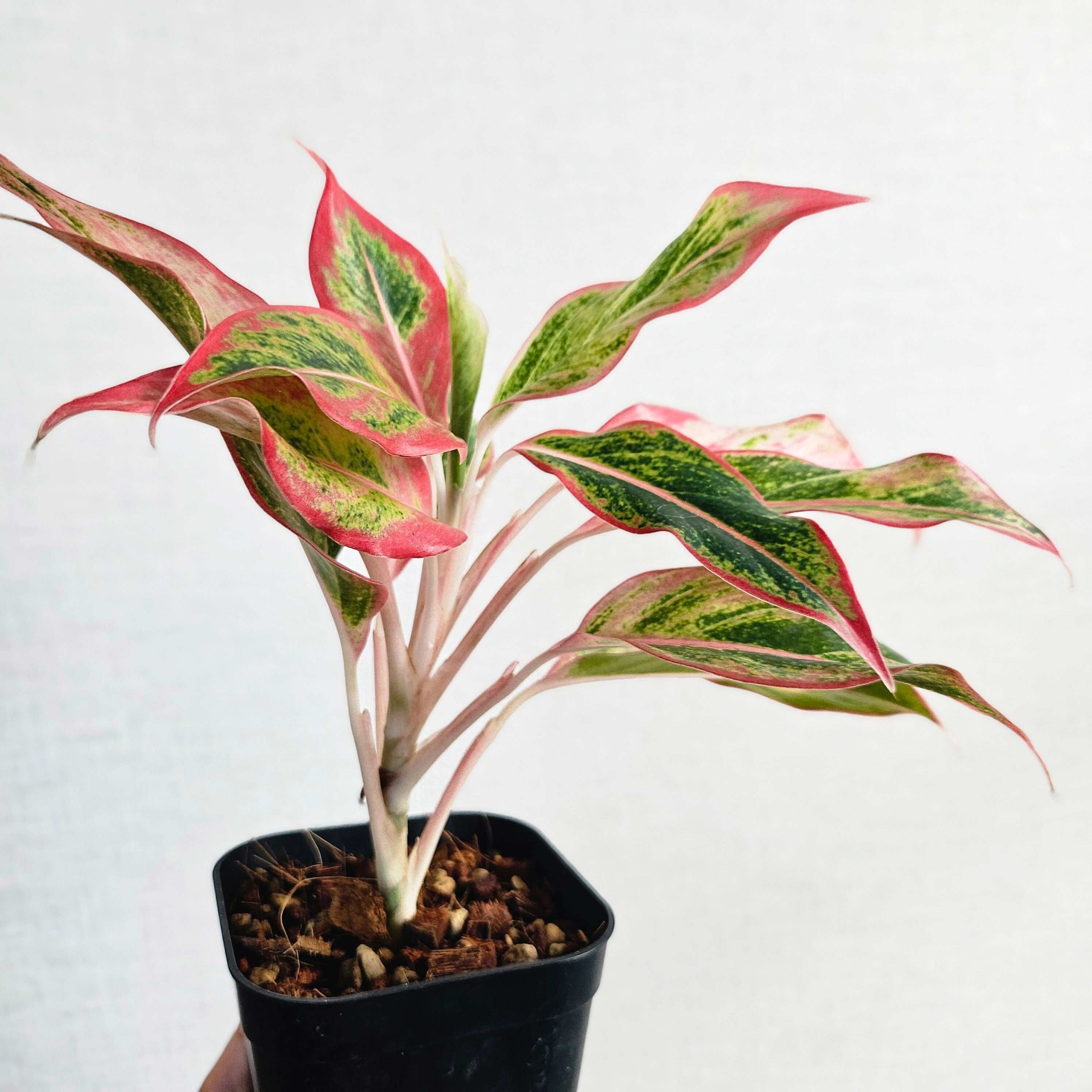 Aglaonema Siam Aurora Orange》アグラオネマ サイアムオーロラ