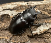 【WD】《アルケスツヤクワガタ ♀単》