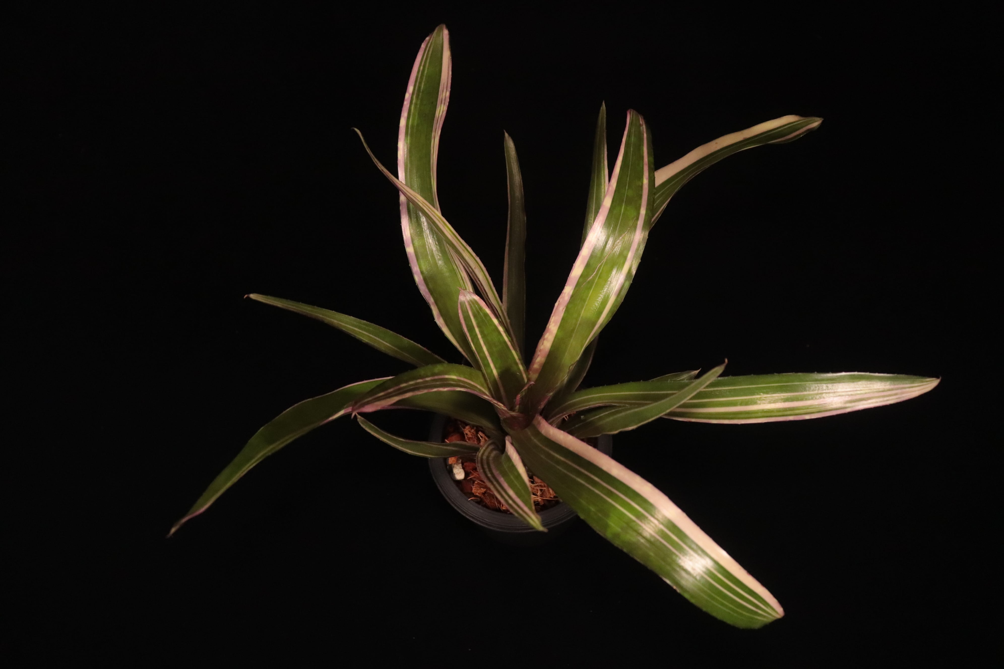 送料無料】Neoregelia 'Always Karen'〔ネオレゲリア〕現品発送N0638