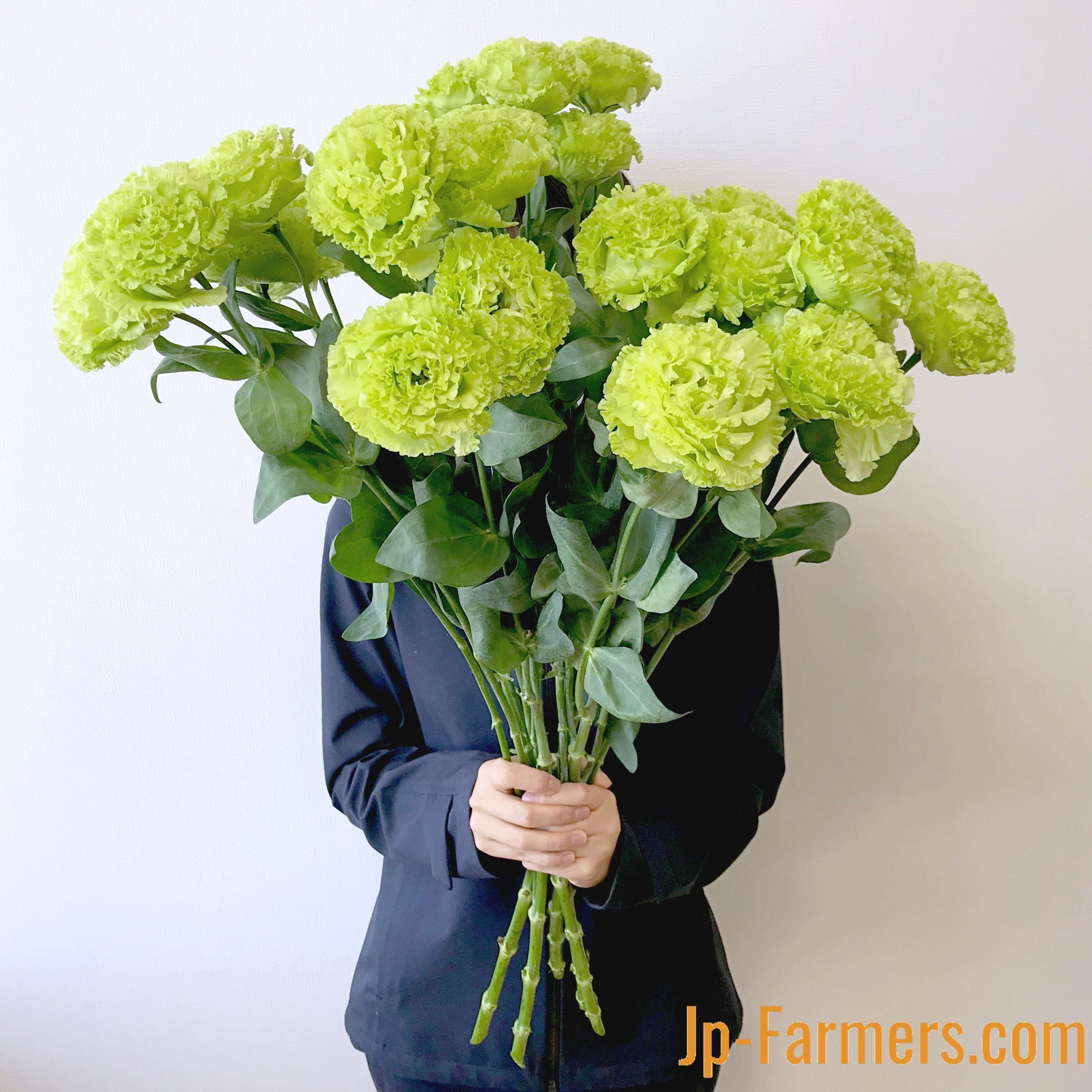 大輪トルコキキョウ グリーン系 （品種おまかせ） | 新鮮お花問屋 Jp