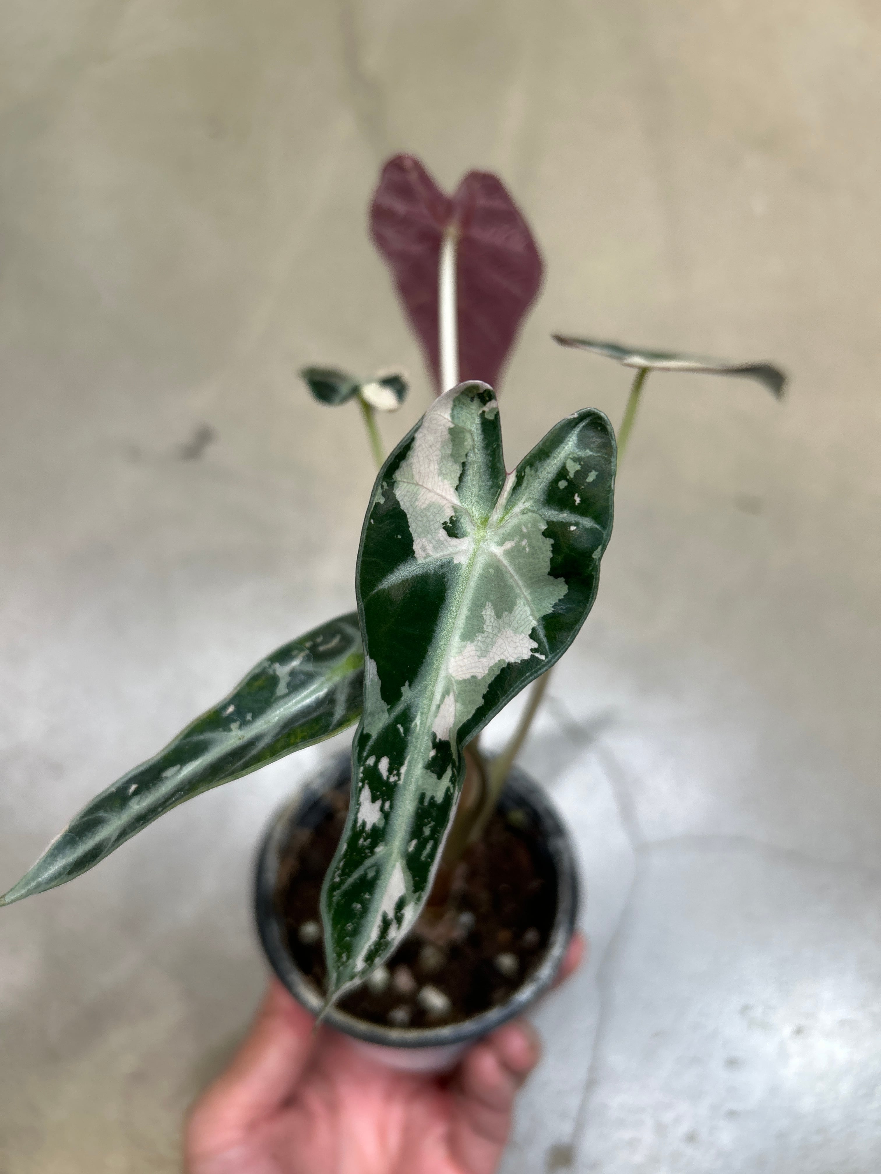 アロカシア ヘテロフィラ メタリックブルー | MIDORIYA 観葉植物専門店