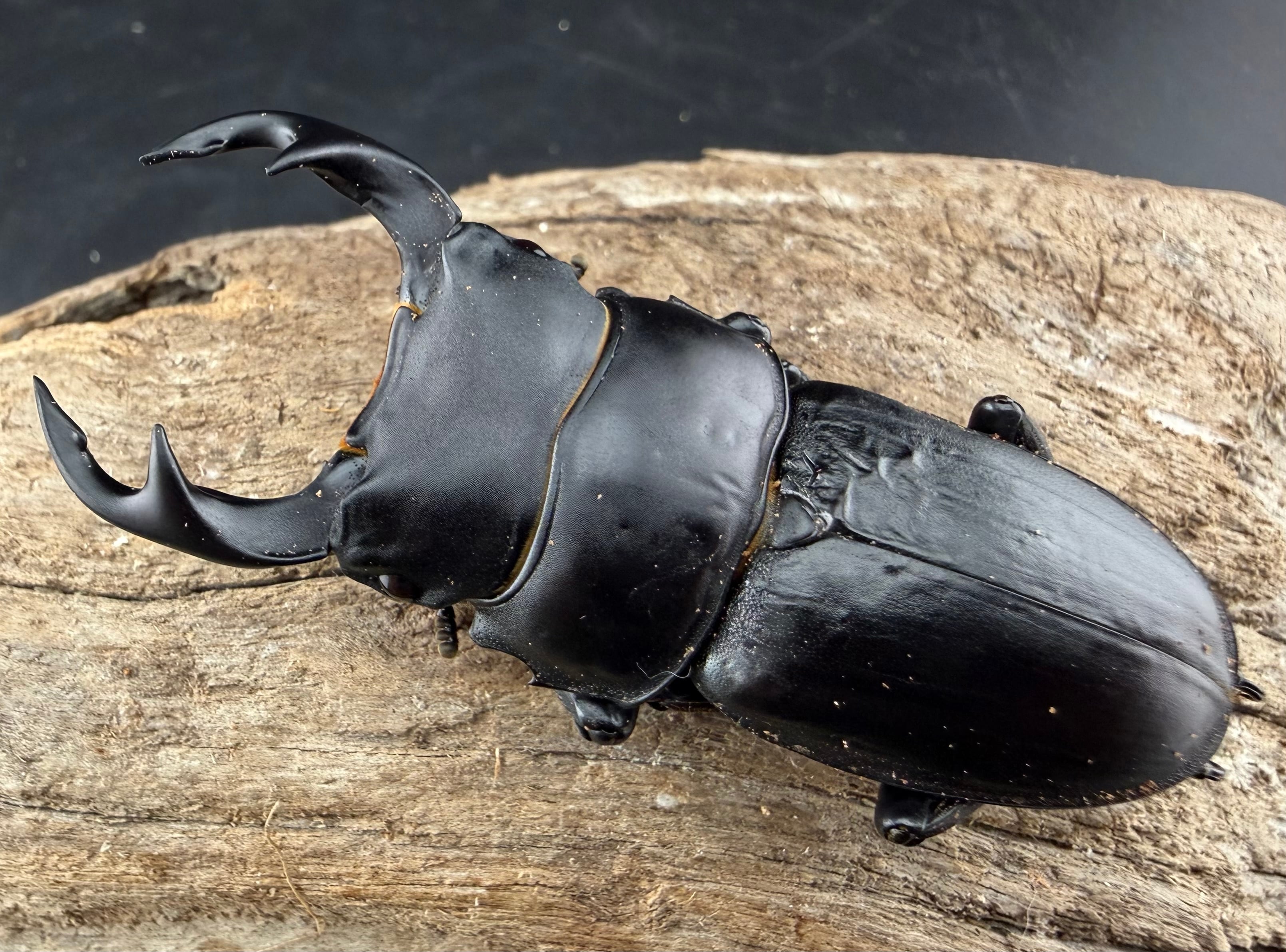 歳末SALEのお買い得商品 | KPW公式オンラインショップ