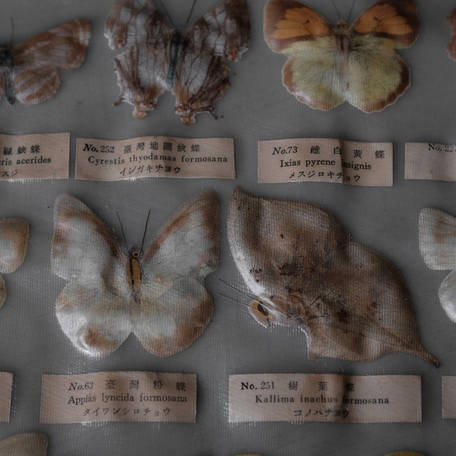 Butterfly specimens