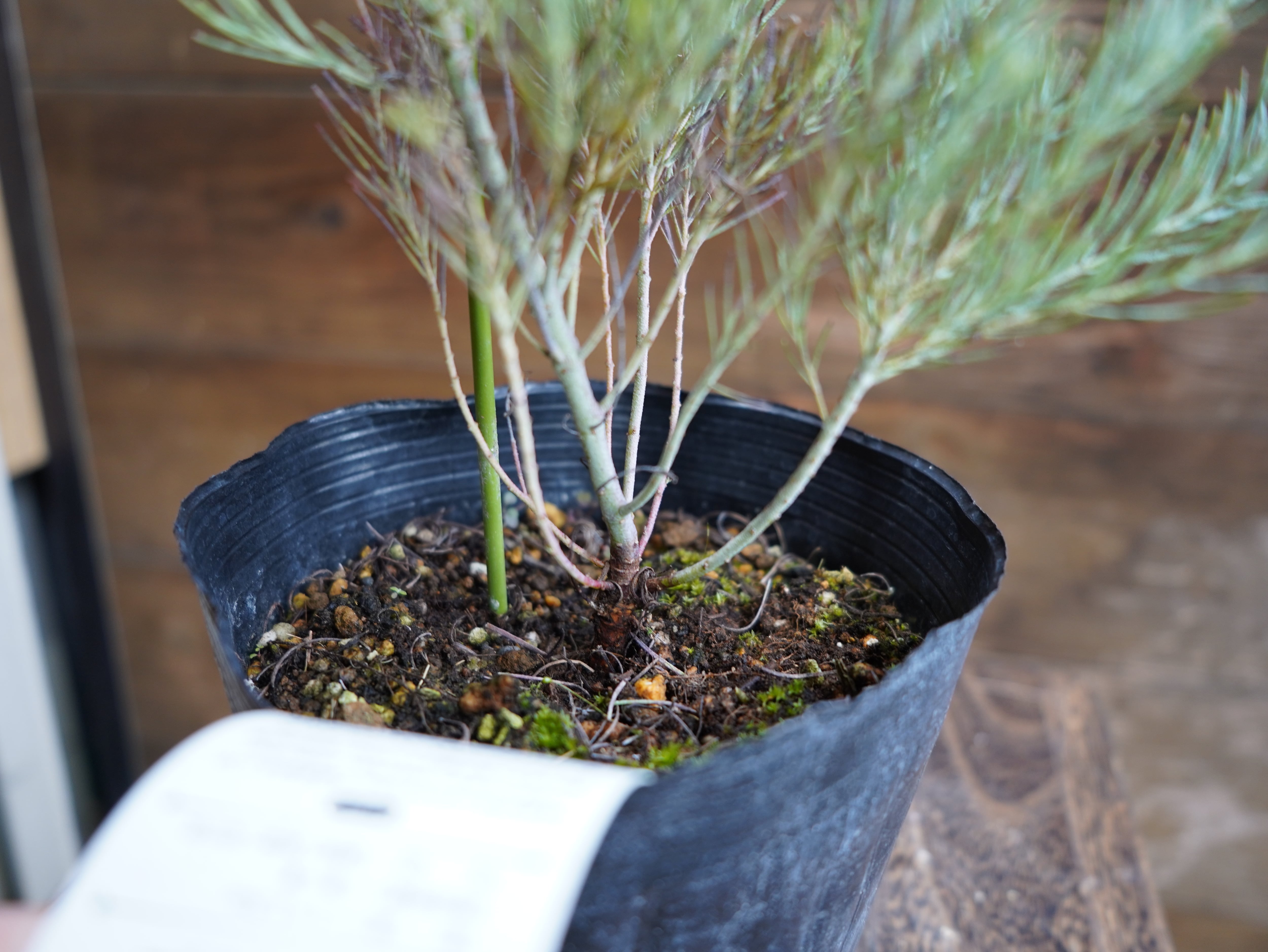 【現物】ユーカリ　”フォーマニー”