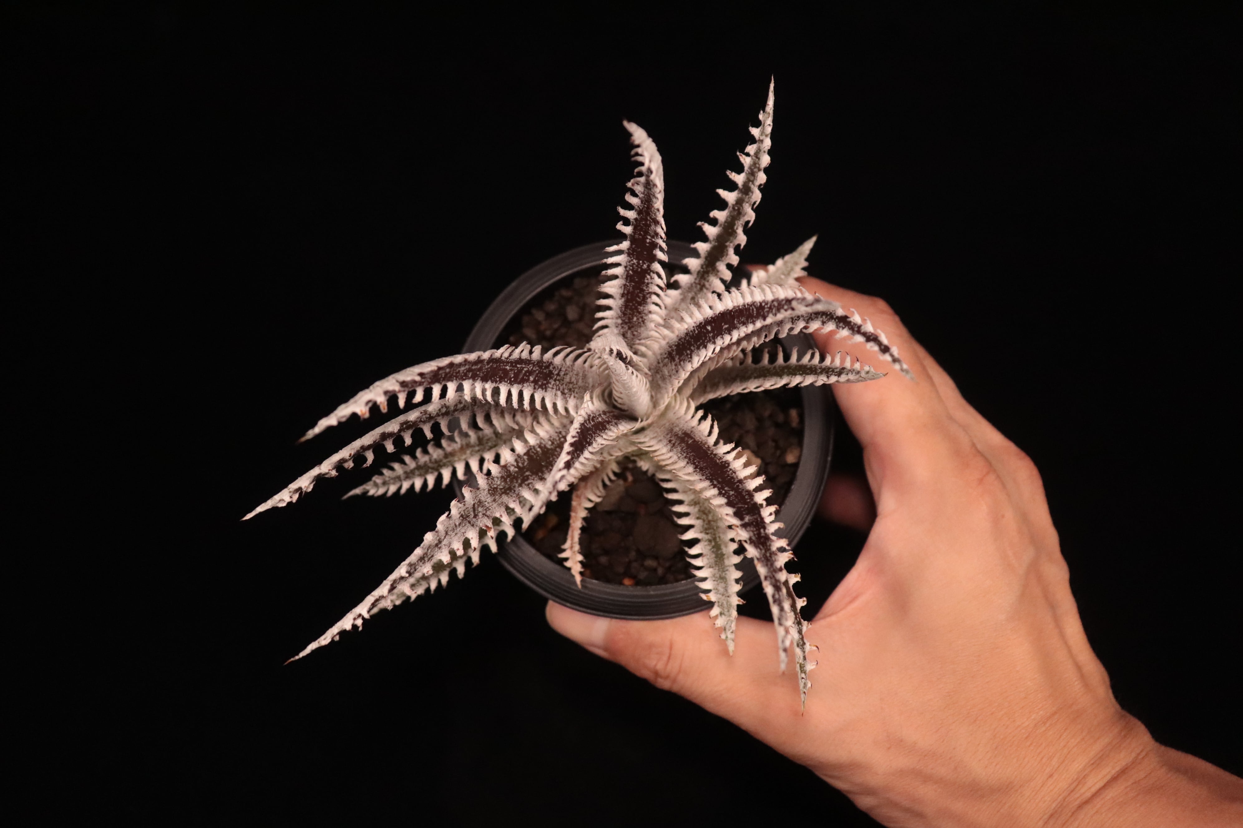 送料無料】Dyckia 'All Star'〔ディッキア〕現品発送D484-4 | plane plants