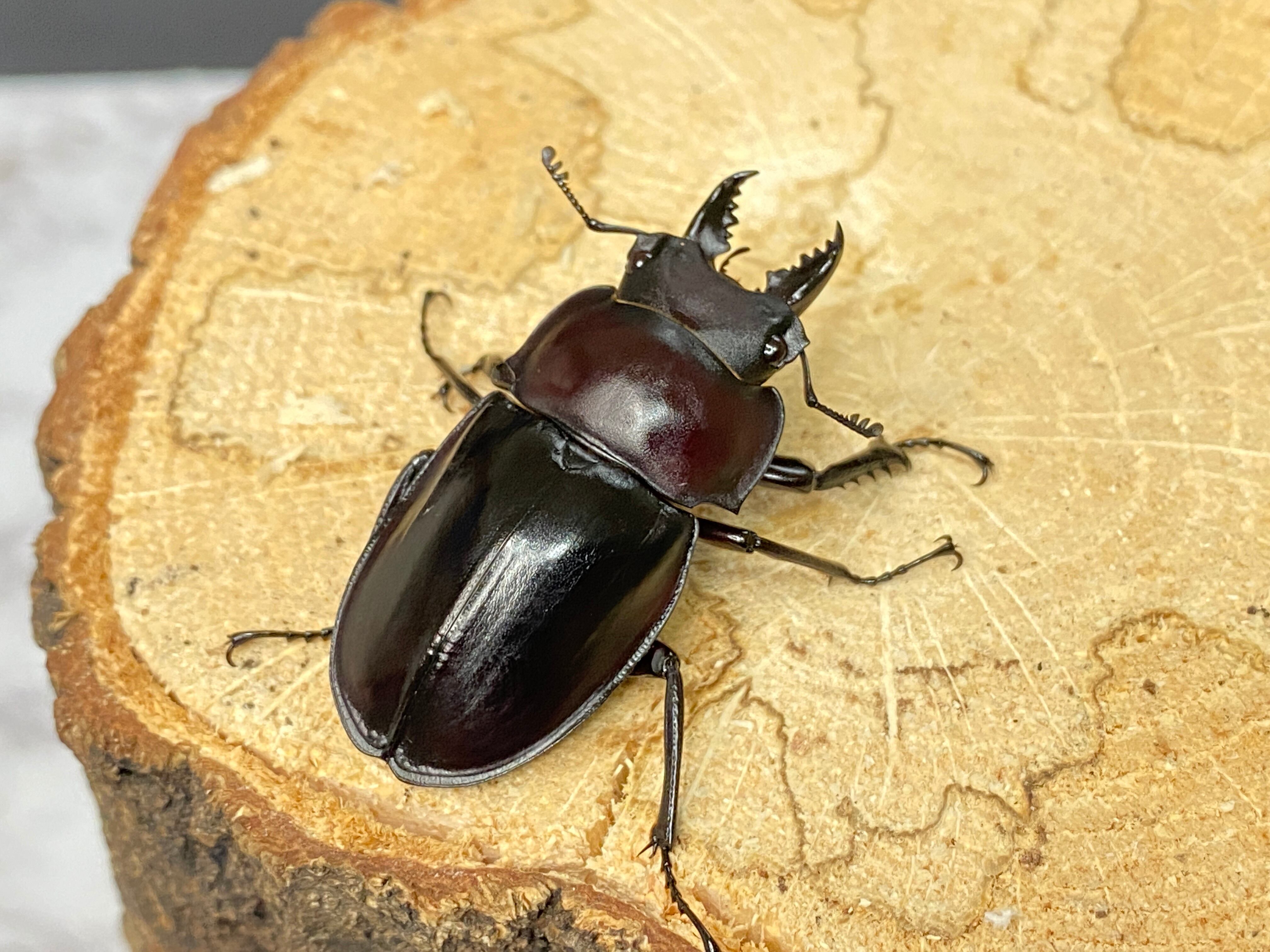 ヤエヤママルバネクワガタ石垣規制前　6日まで値下げ ヤエヤママルバネクワガタ(石垣島野底岳産)②