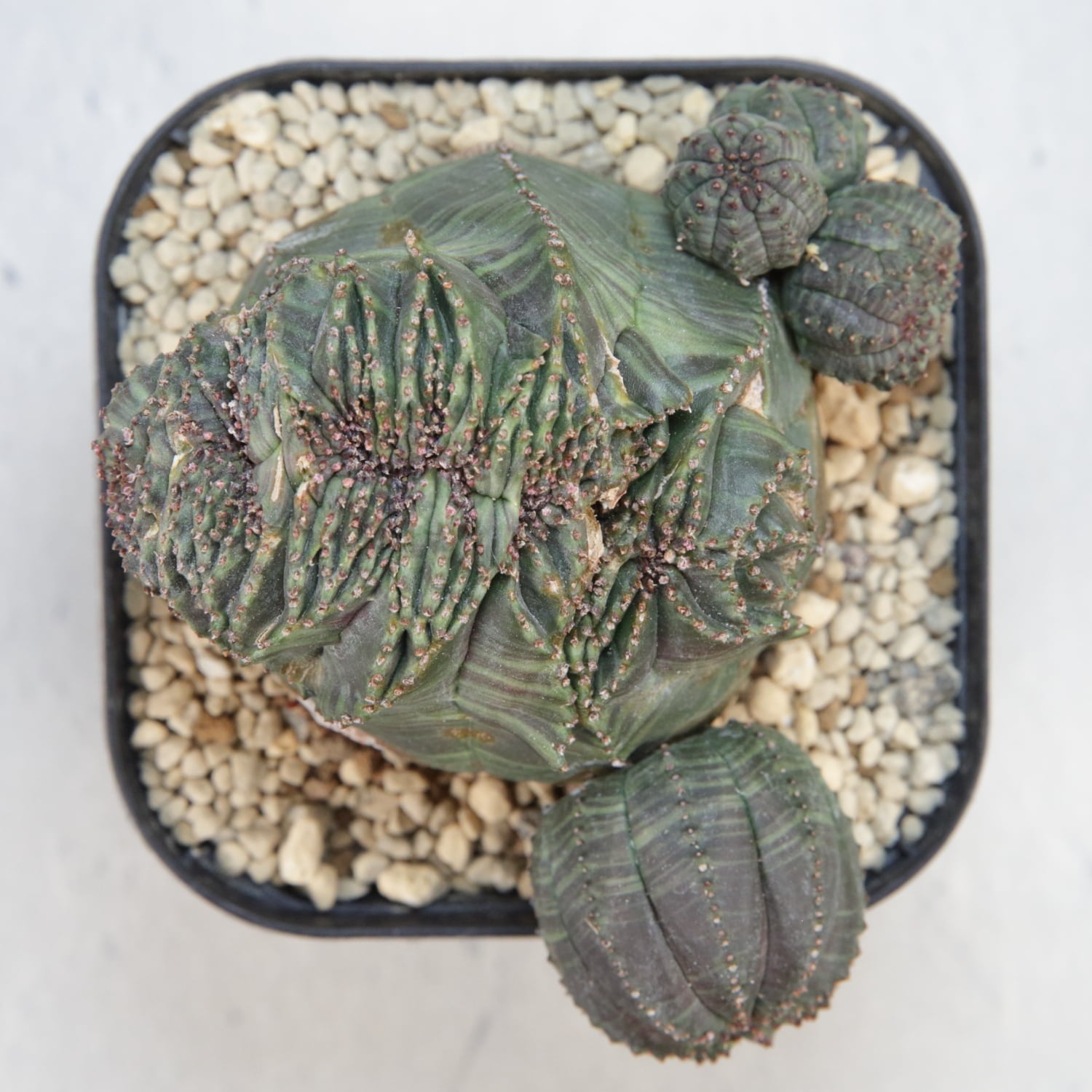 厳選株】最大幅約8cm 仔吹き 円扇石化 ダブルヘッド オベサ