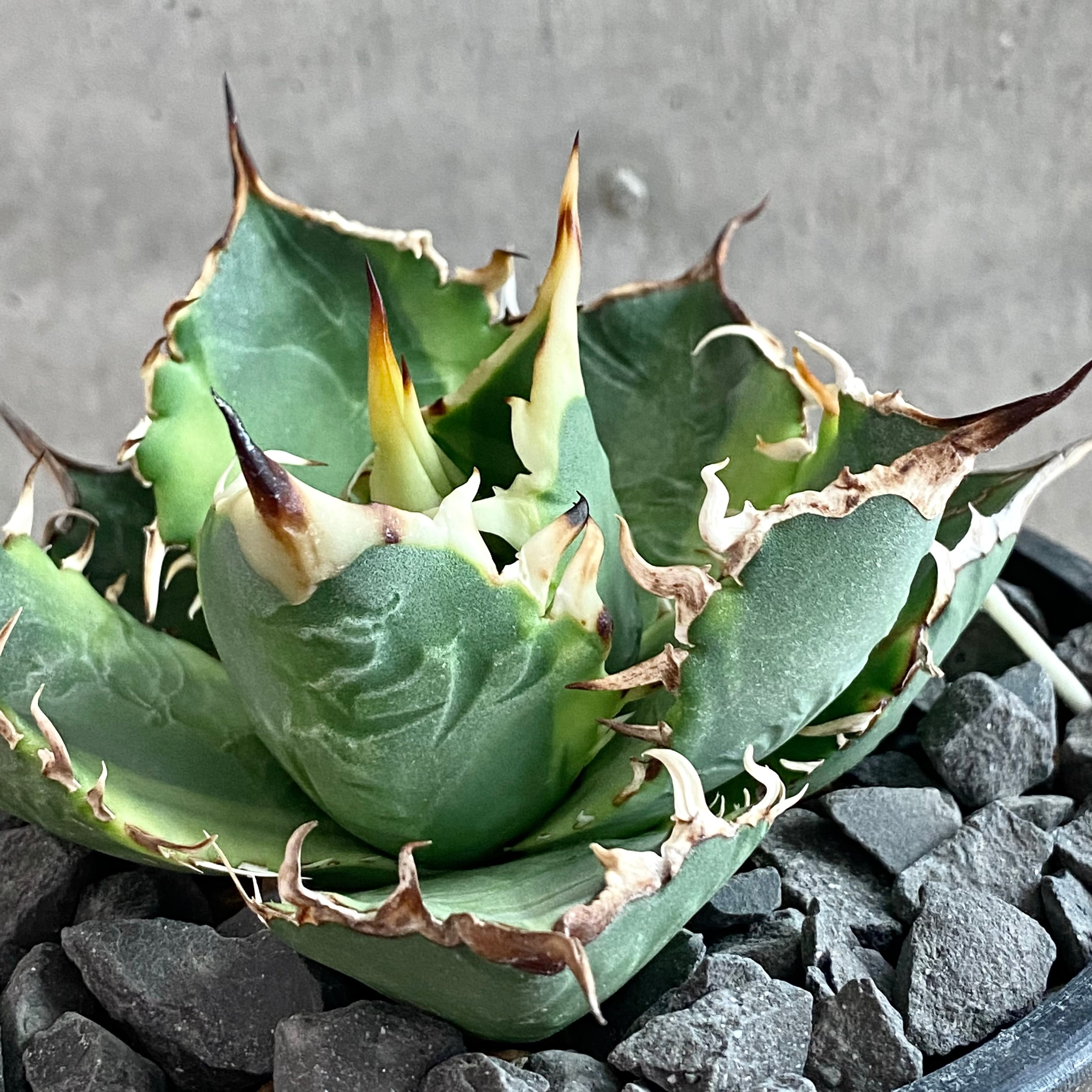 030-2 AGAVE TITANOTA アガベ チタノタ 阿修羅 極上強棘株(アガベ