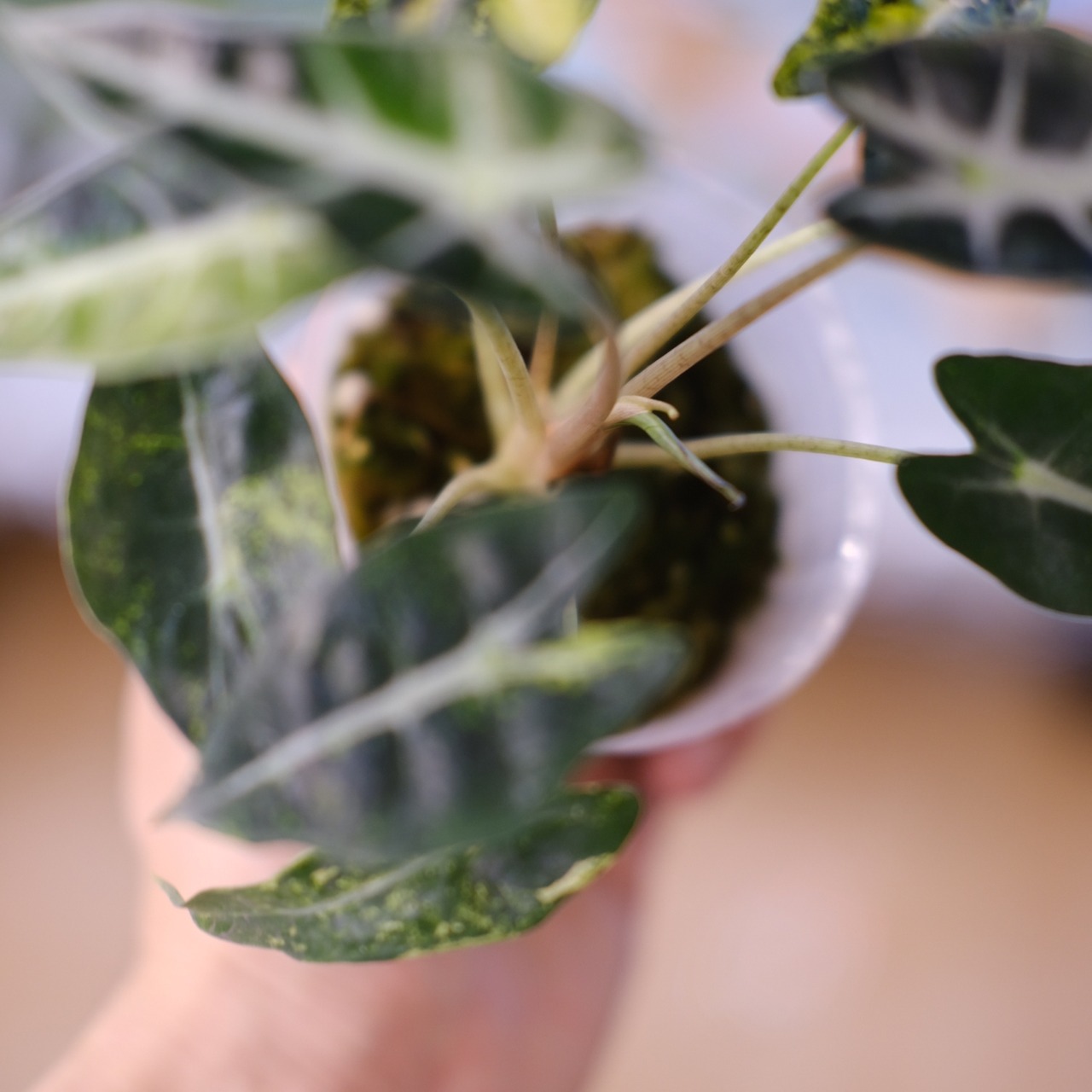 アロカシア バンビーノ イエロー / Alocasia bambino variegated 'Yellow'⑫ / 観葉植物