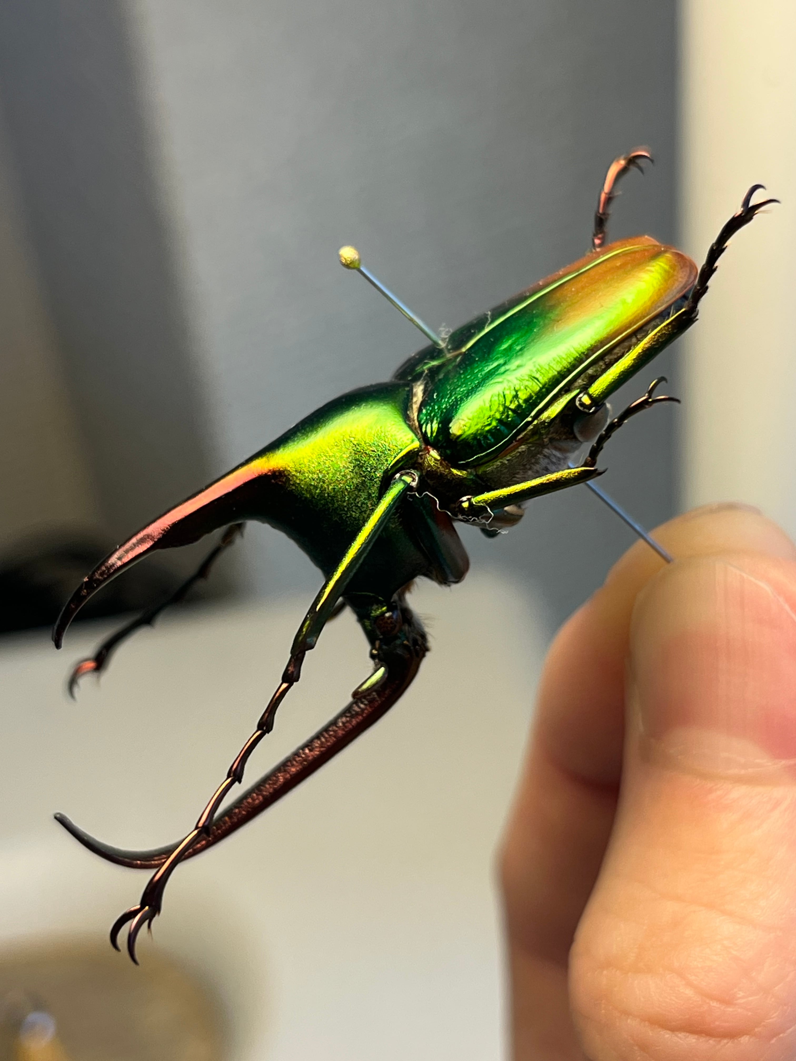 【43mm】カブトハナムグリ コガネムシ プラチナコガネ カナブン　昆虫標本 MAX級】カブトハナムグリ コガネムシ プラチナコガネ カナブン