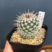 【現品】2026年 サボテン福袋 20,000円