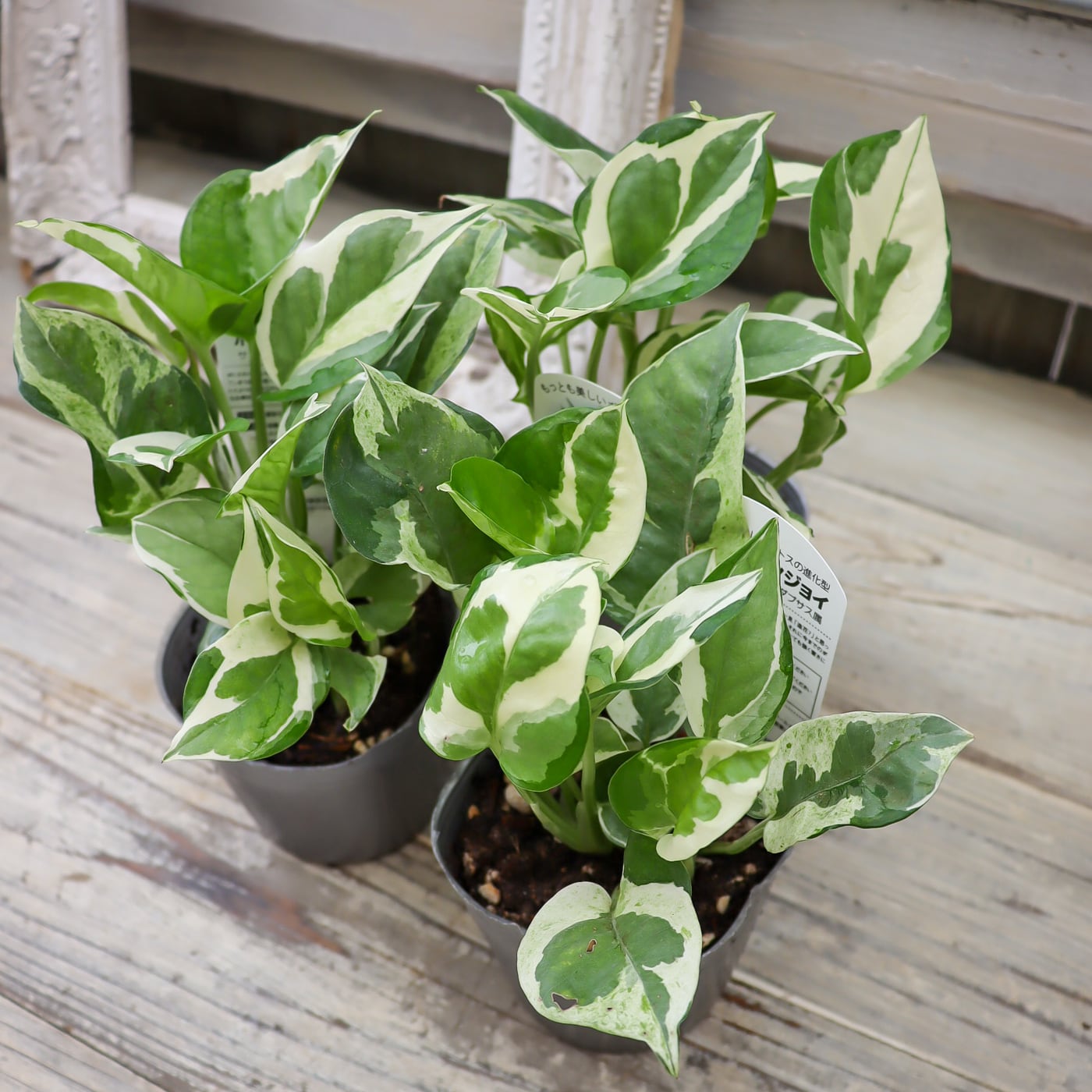 ☆S-15 サンスベリア ブルークローン ホワイト 白斑入り 鉢ごと発送 Sansevieria Blue Clone White Variegated サンセベリア ブルー