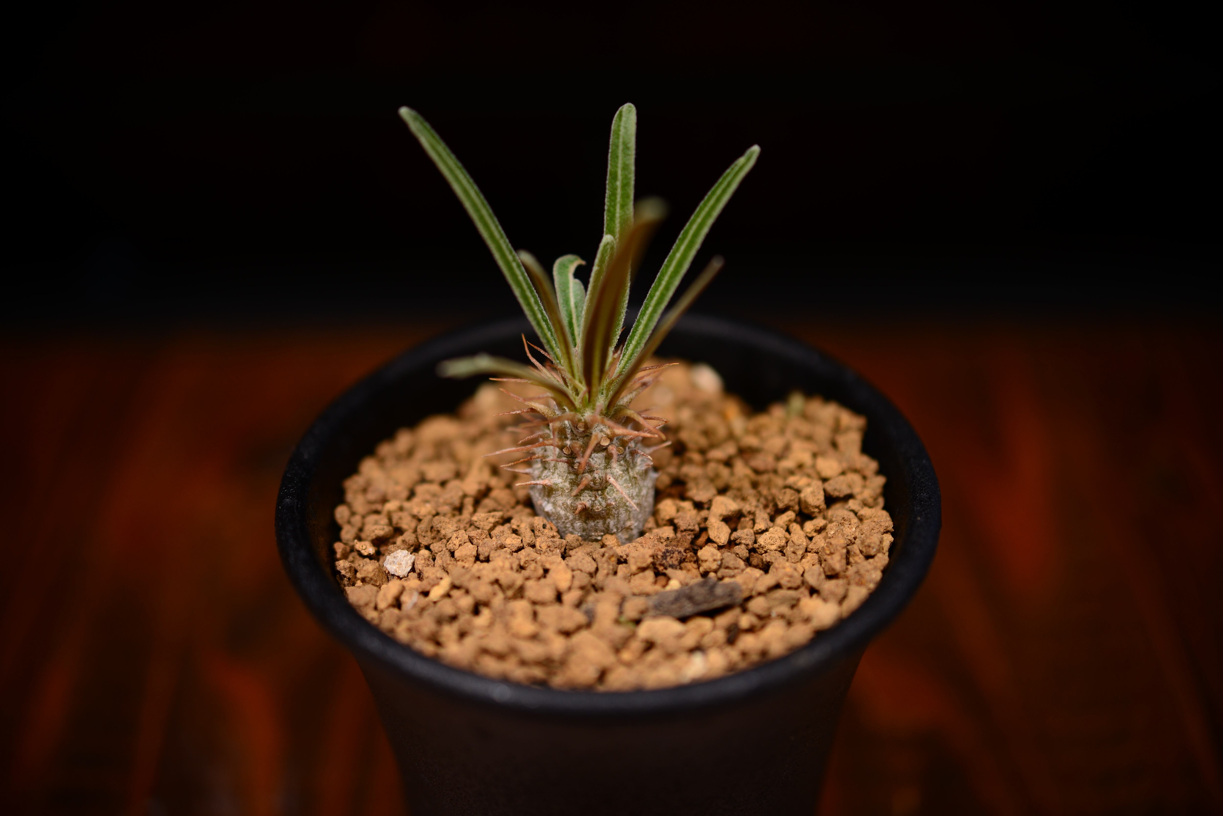 パキポディウム グラキリス〈実生〉 | N collect plants