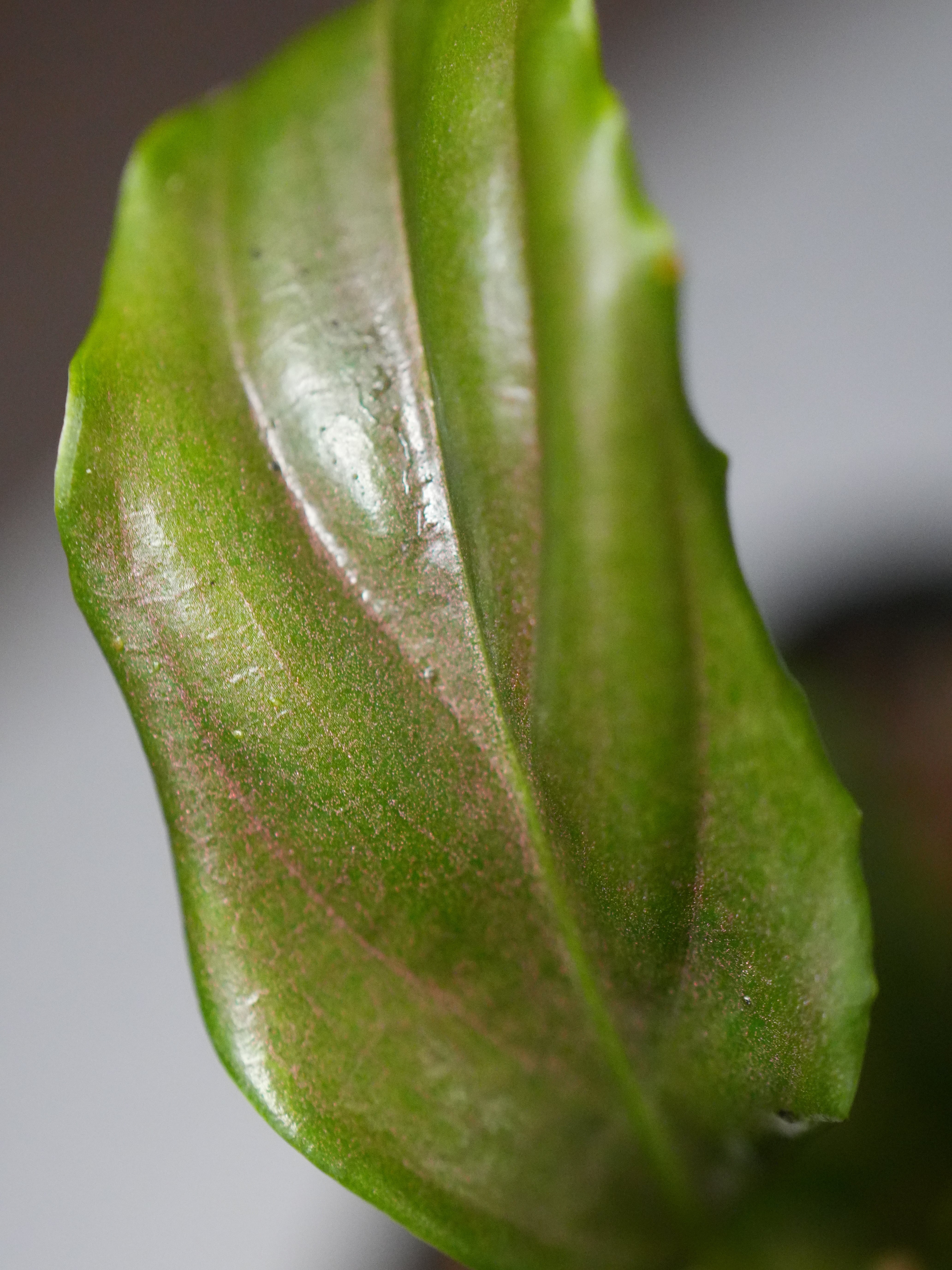 SCALE_VIVARIUM | 蝉ノナキガラ