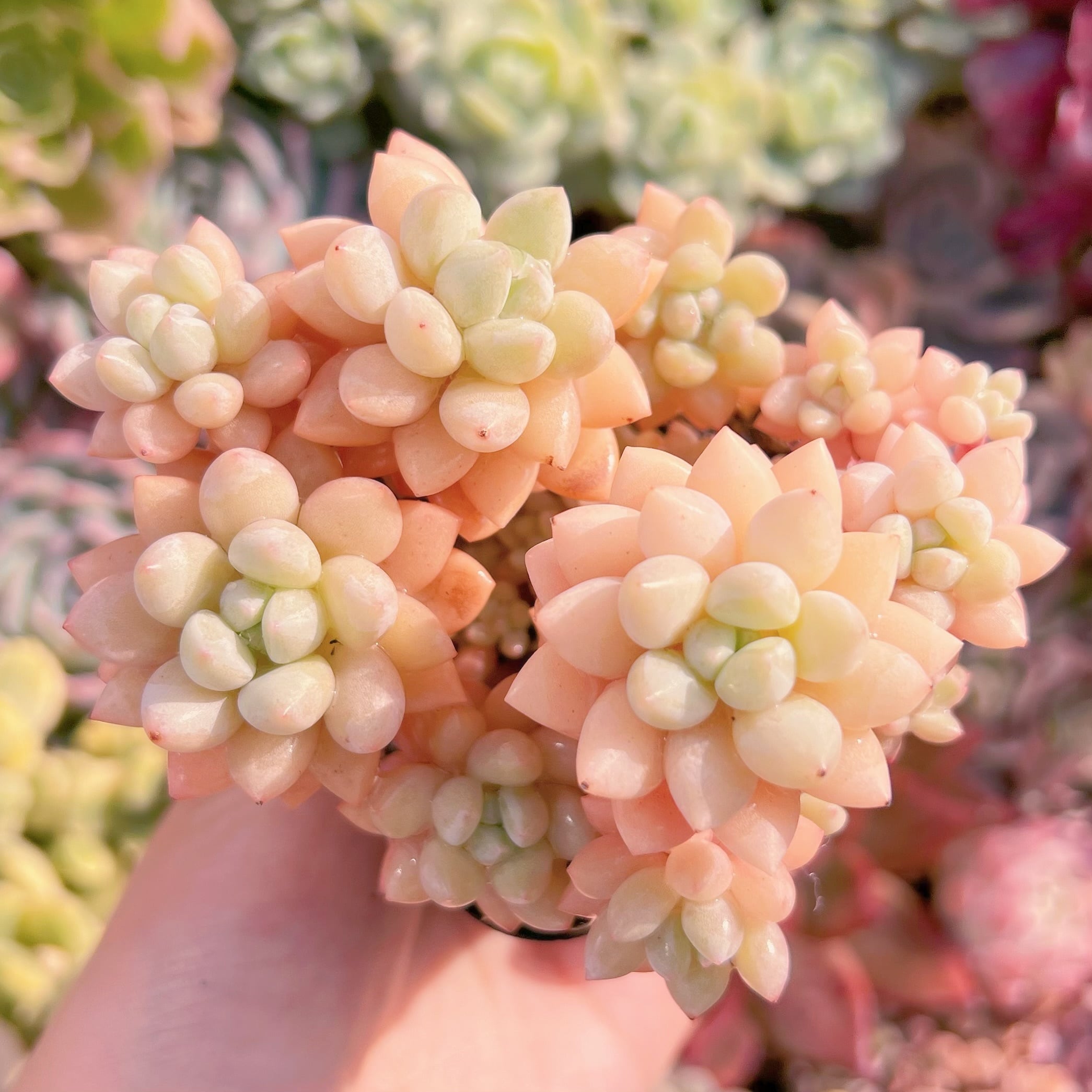 現品　ピンクパールsp#B09　るる農園