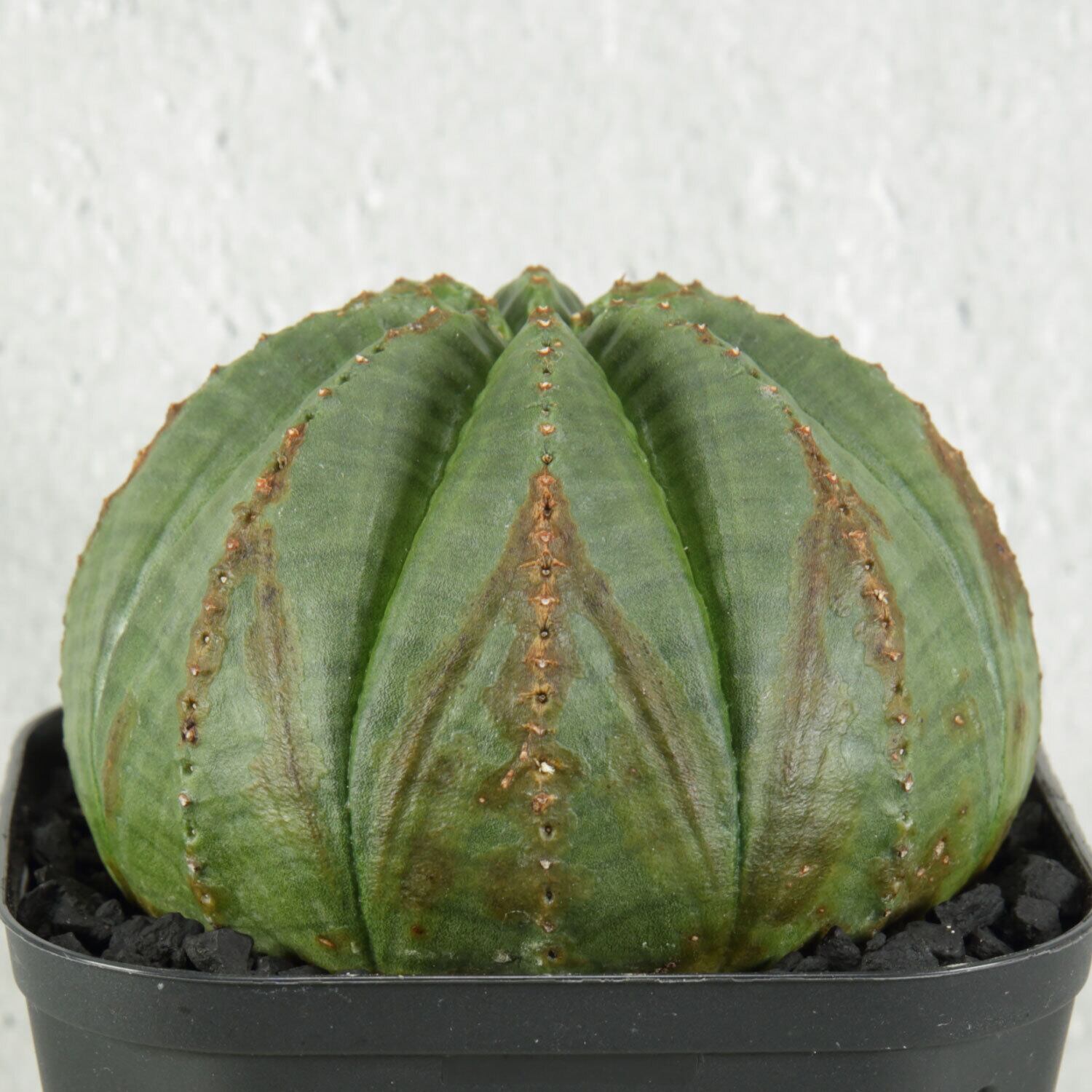 Euphorbia Obesa 木質化 扁平 【公式通販】
