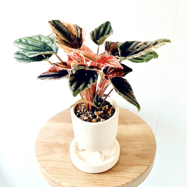 《希少》サンスベリア トリファシアータ Sサイズ 観葉植物 calm cafe