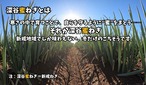 深谷蜜ねぎ2,5キロ