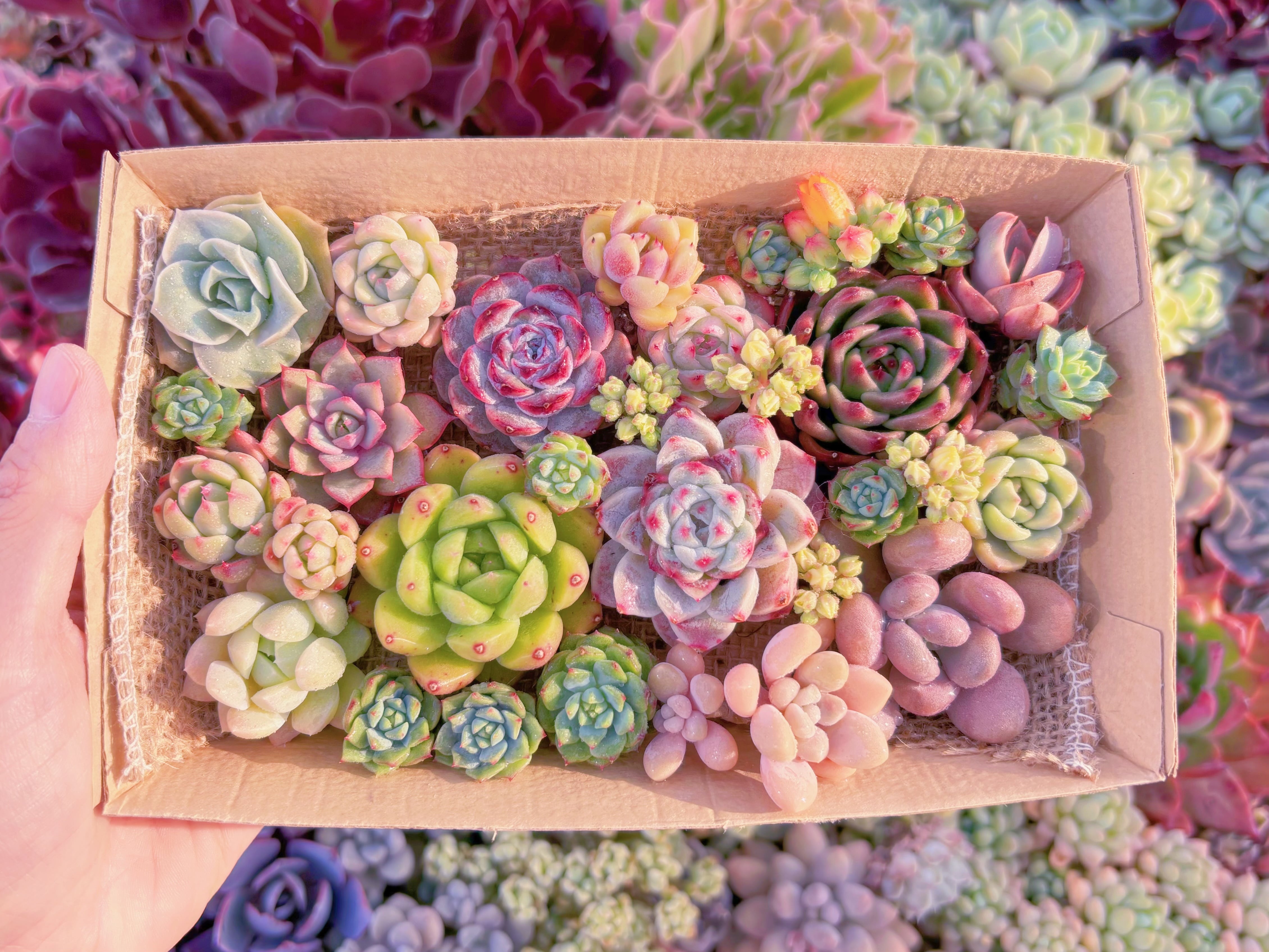 現品　寄せ植えセット#C26　12cmx20cm　るる農園