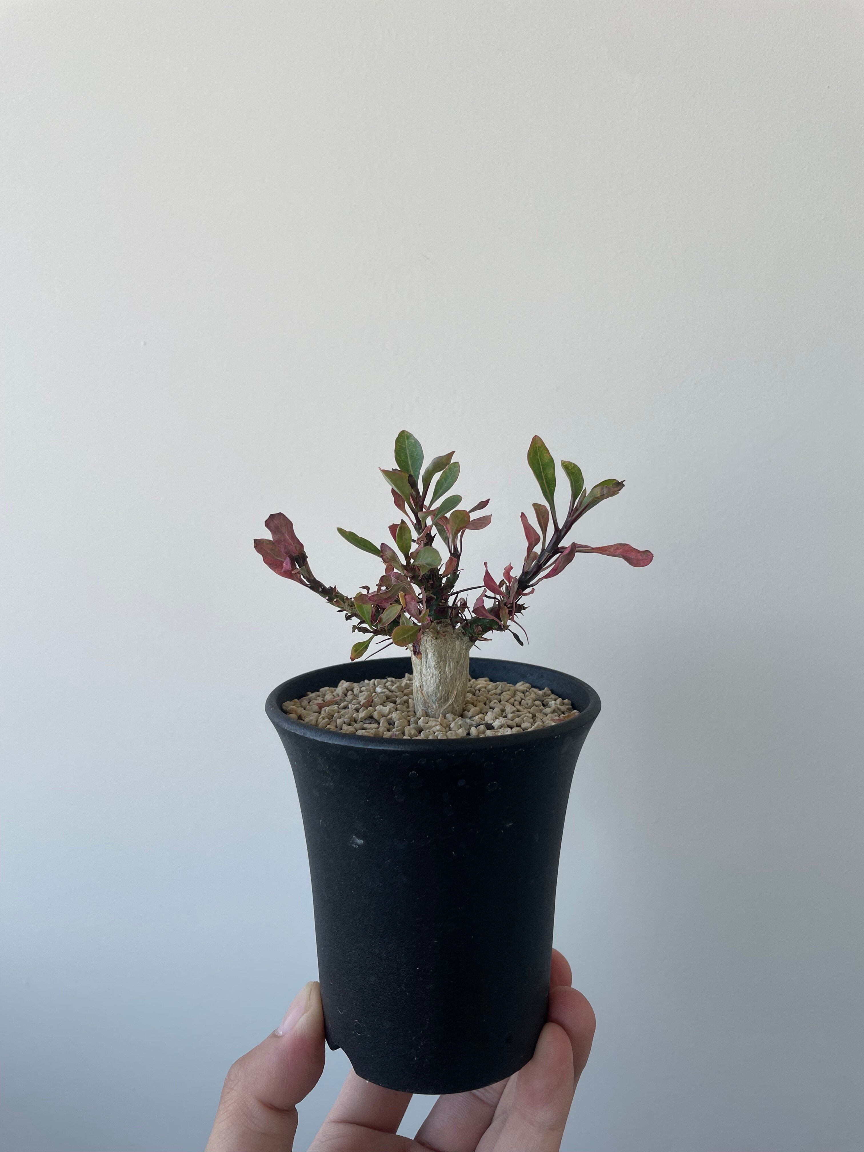 新着】Fouquieria fasciculata 10【激レア塊根・ぷっくり選抜実生株